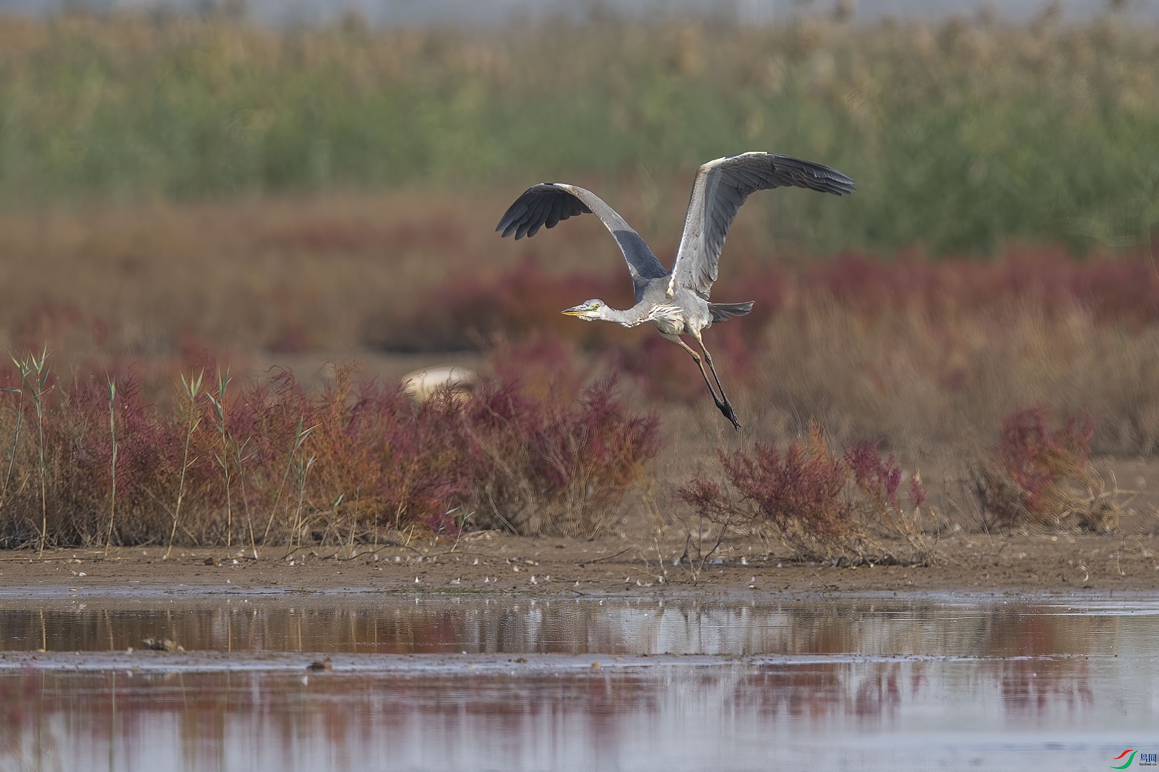 DSC_1071 ����.jpg