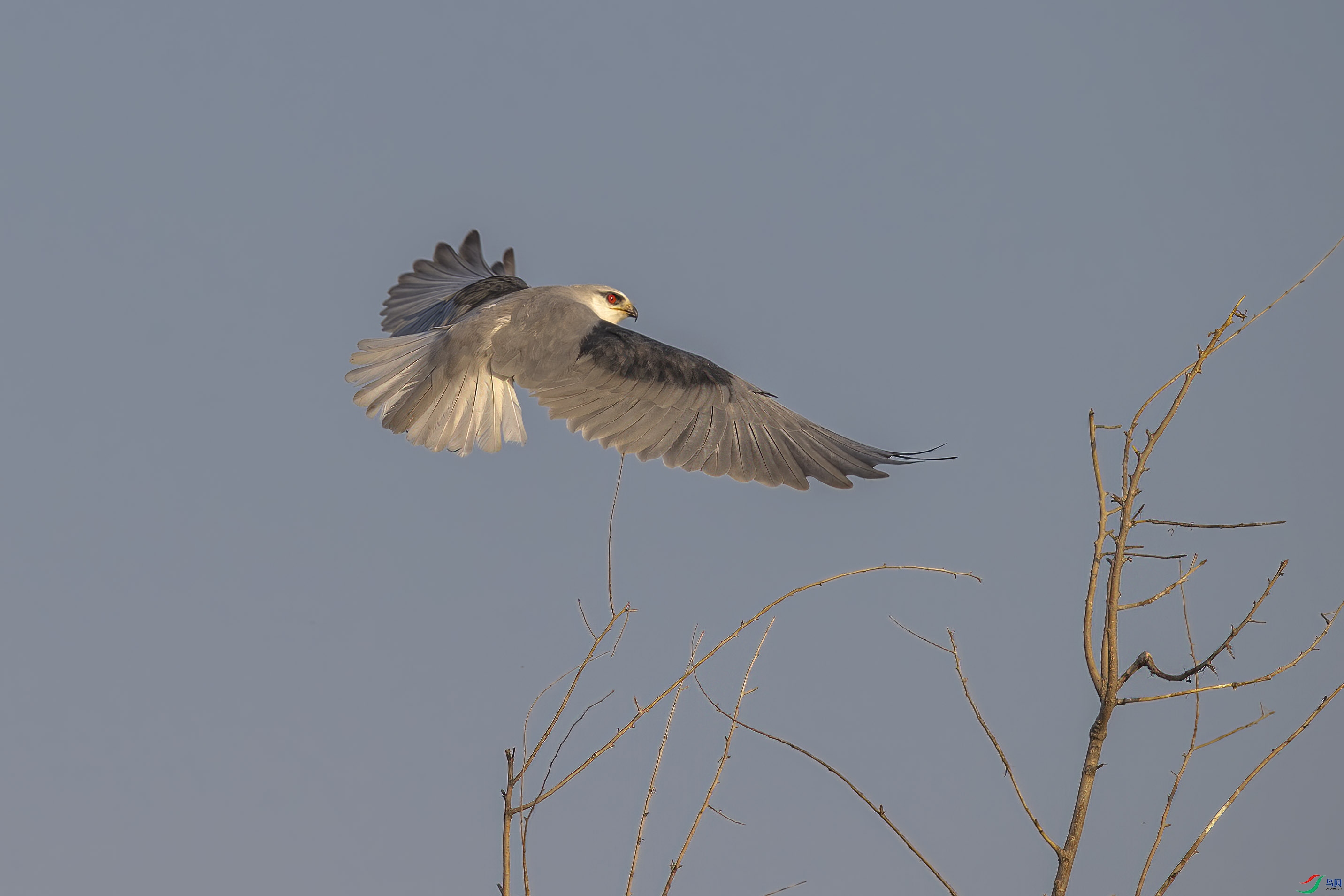 DSC_2290 ����.jpg