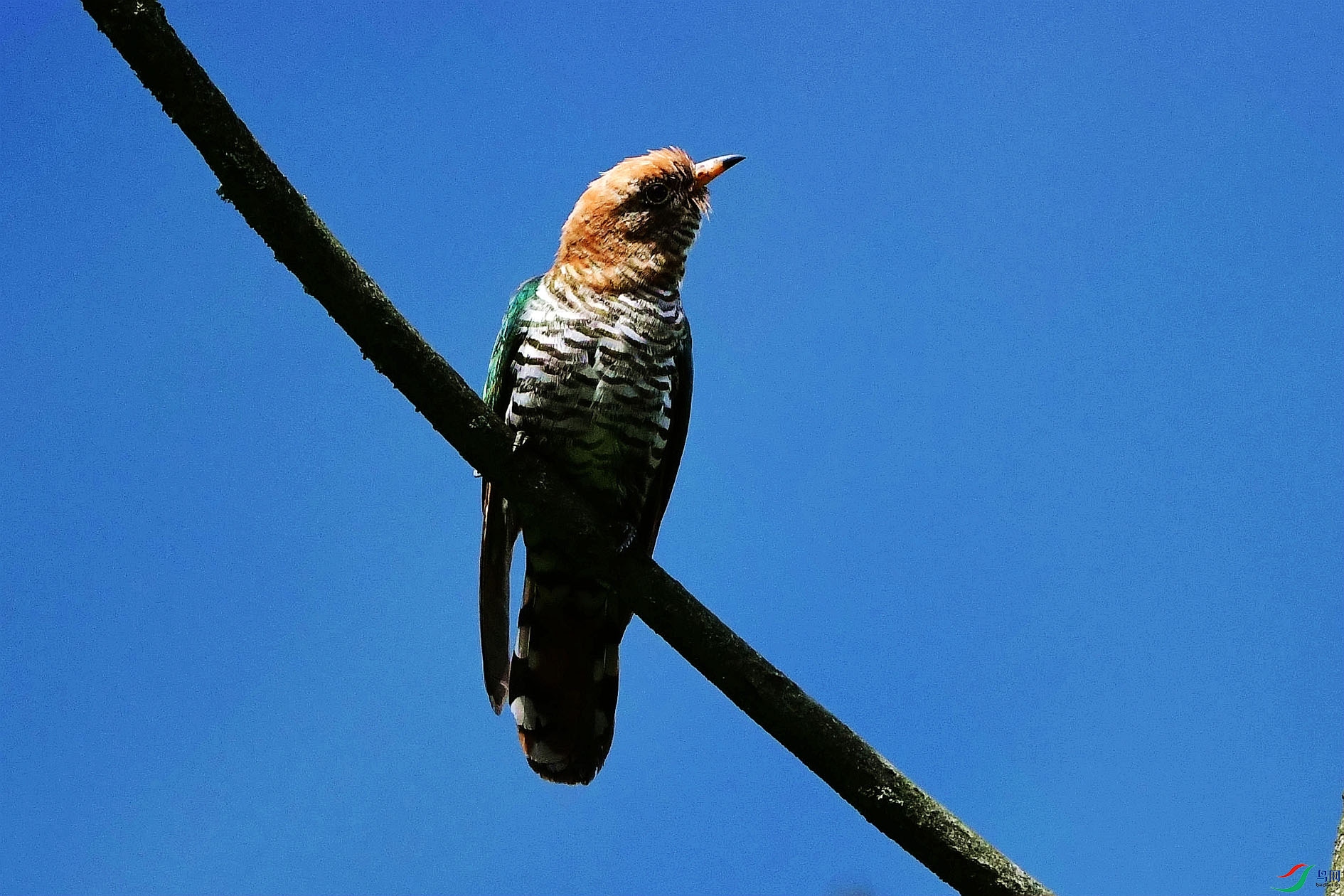 DSC_6214_����.jpg