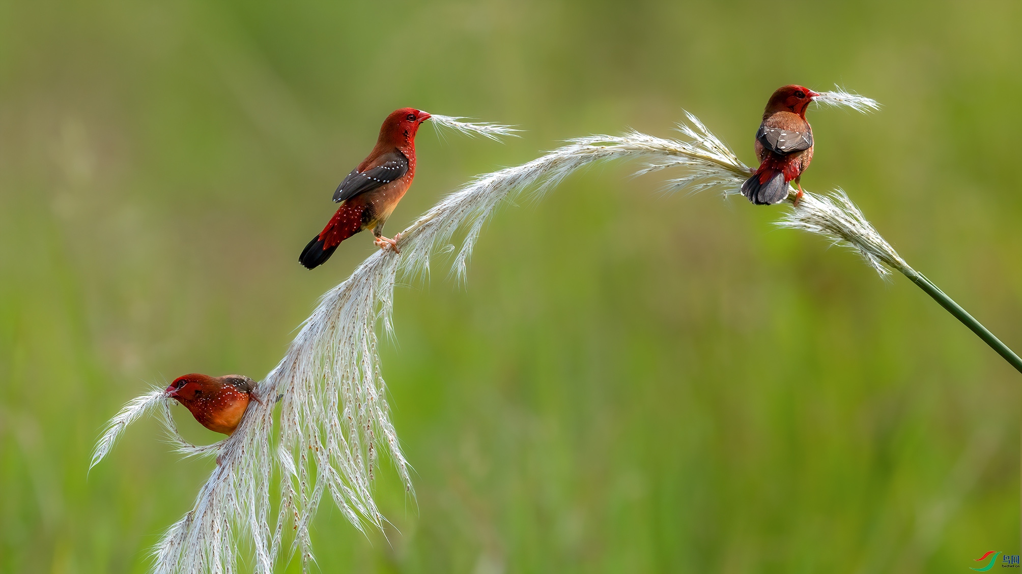 DSC09771-1 ����.jpg