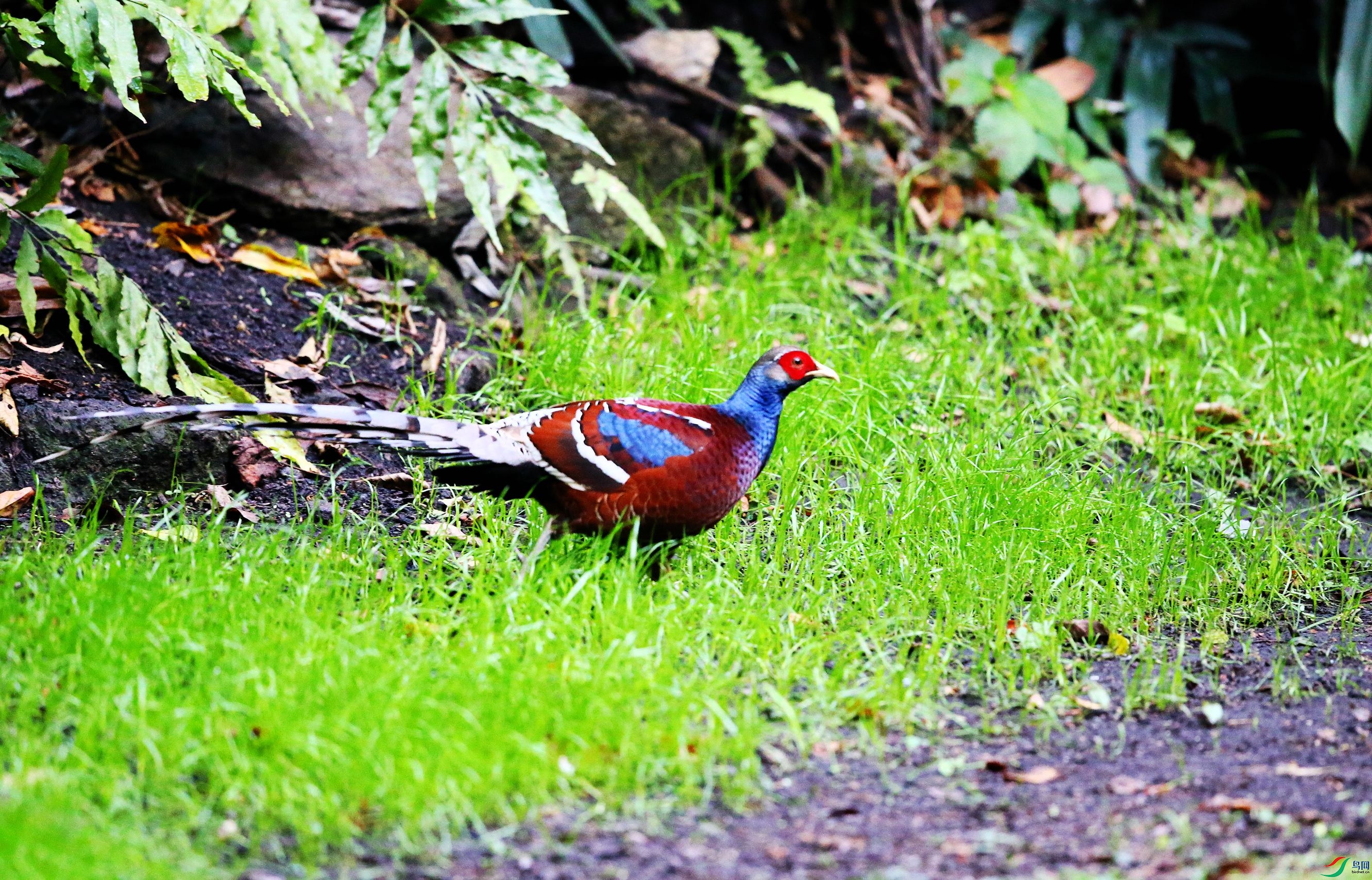 �ھ���β�� (8).JPG