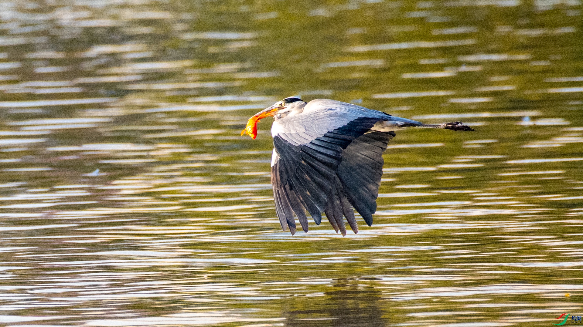 DSC_6607.jpg