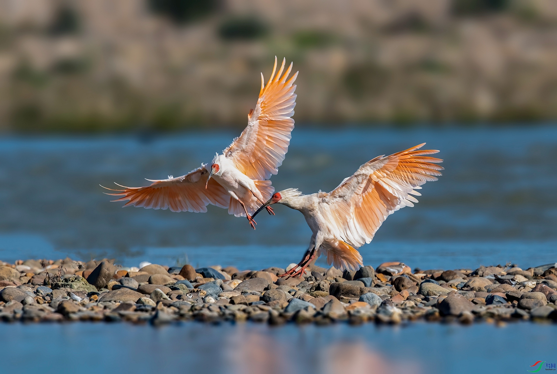 DSC_8881 ����_����.jpg