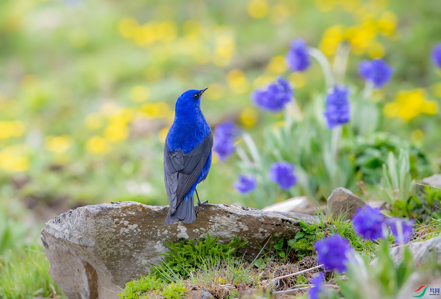 DSC_33061.jpg