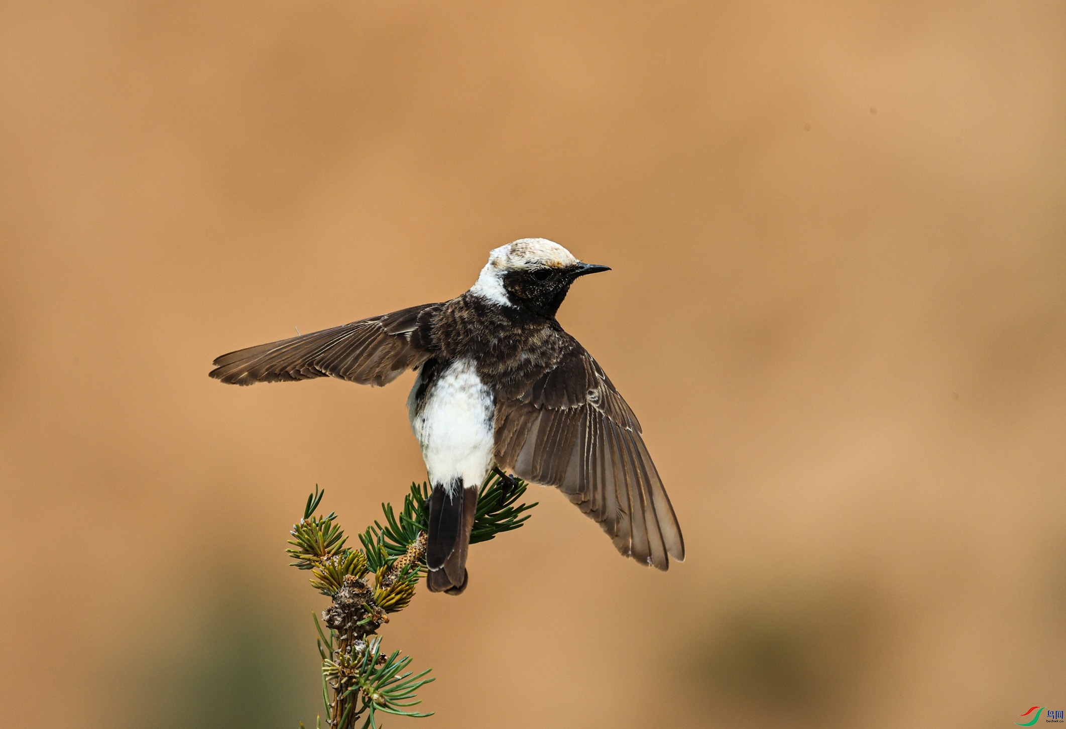 7X5A2375 - ����.JPG