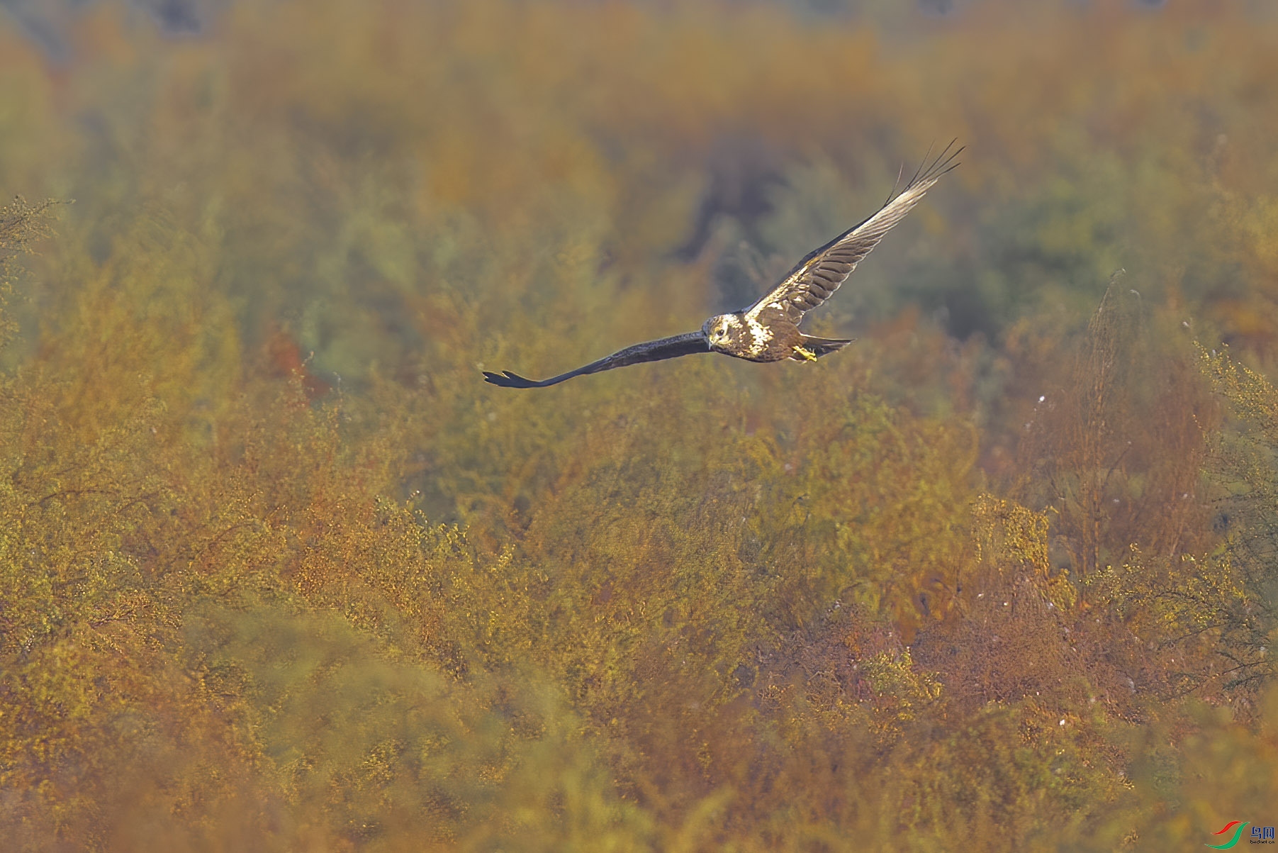 DSC_2938 ����.jpg