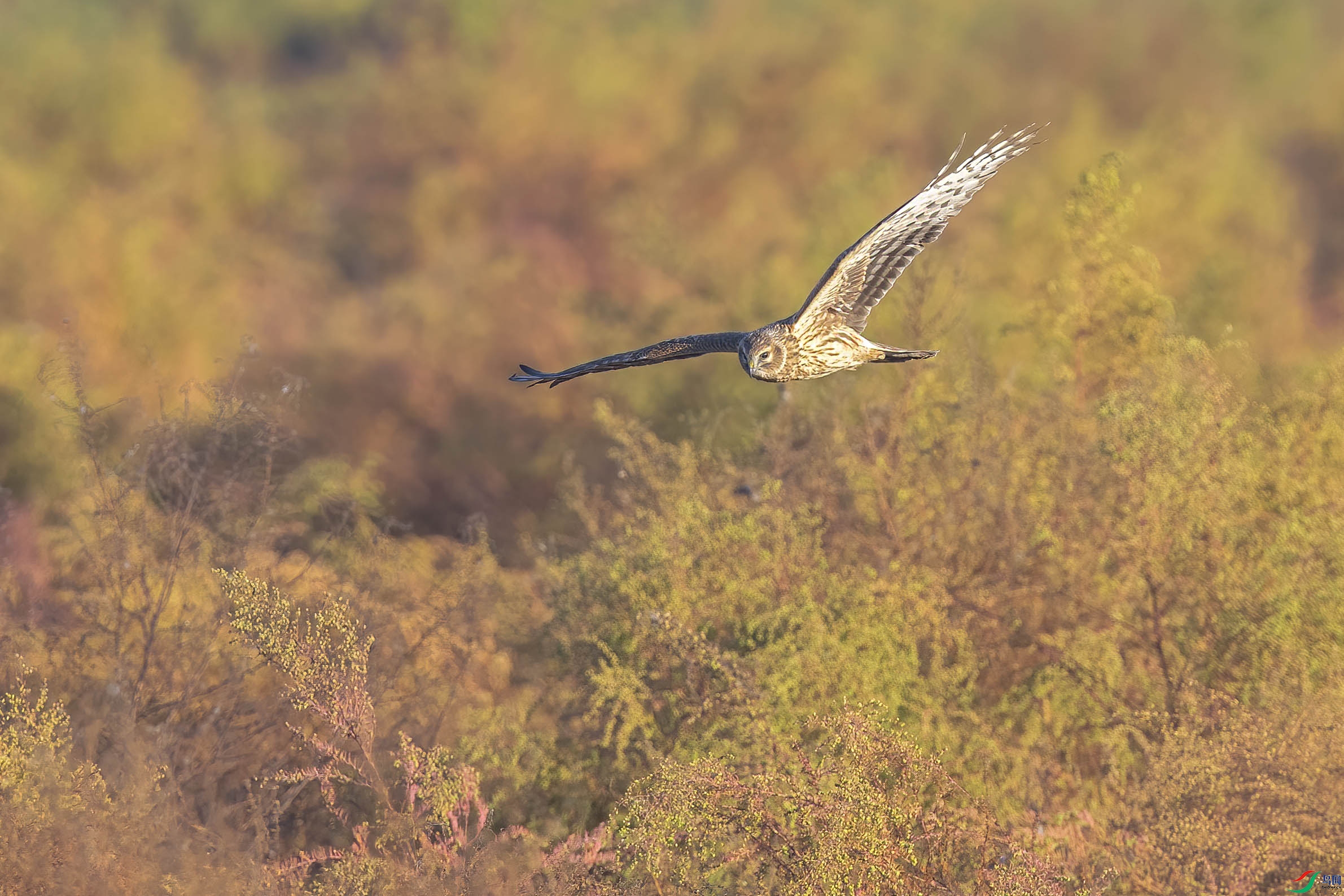 DSC_2957 ����.jpg