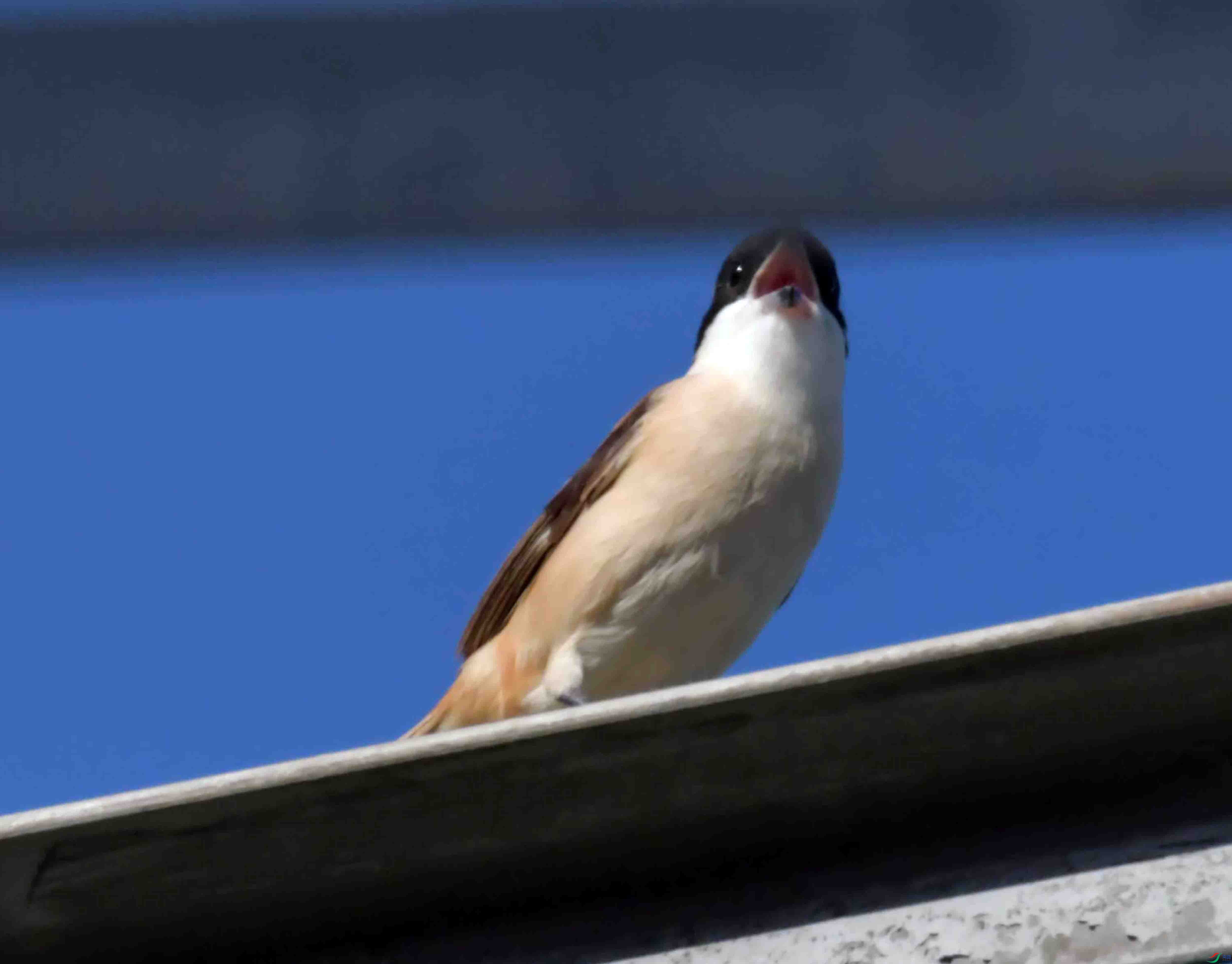 DSC_4690.JPG
