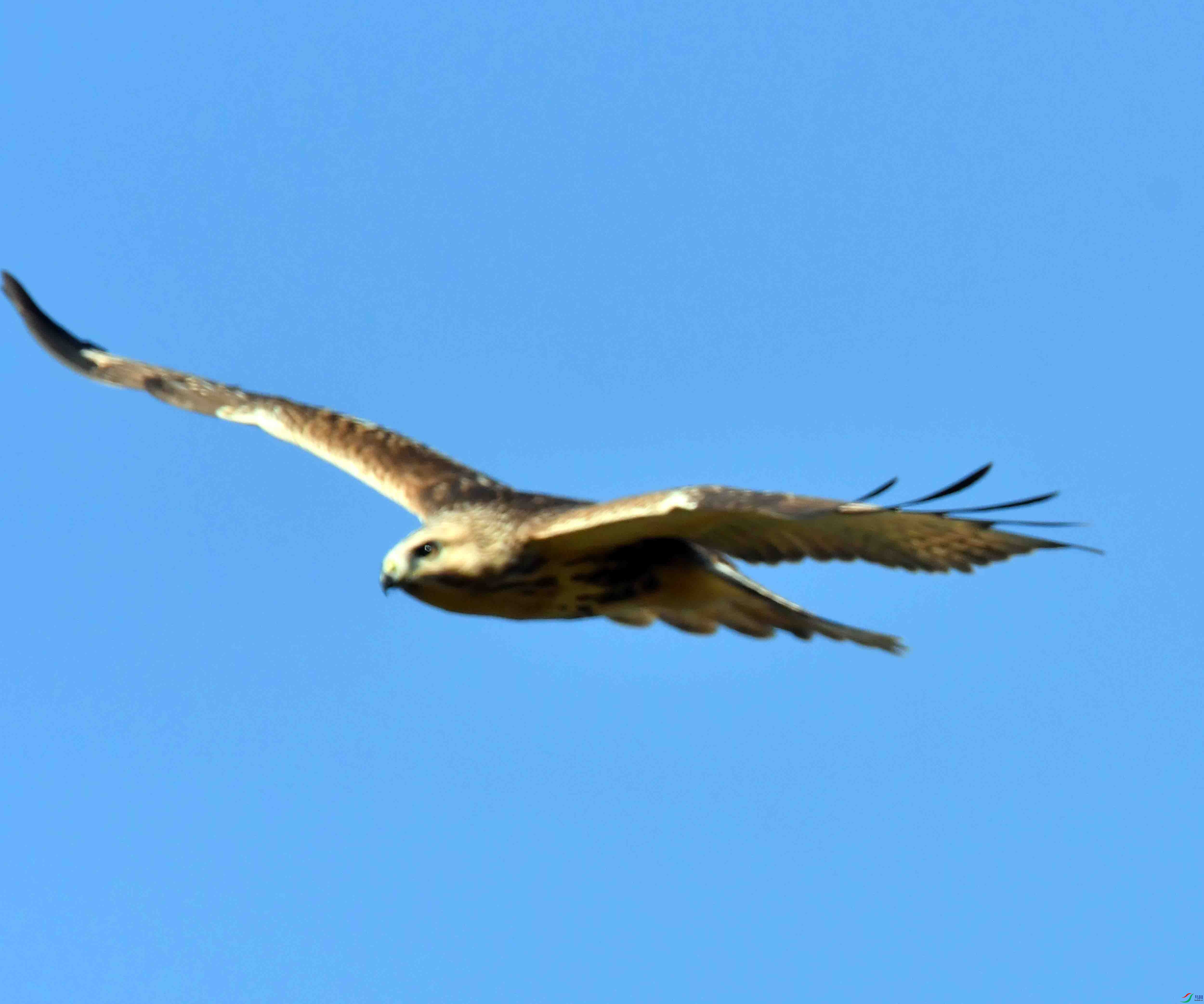 DSC_0063.JPG