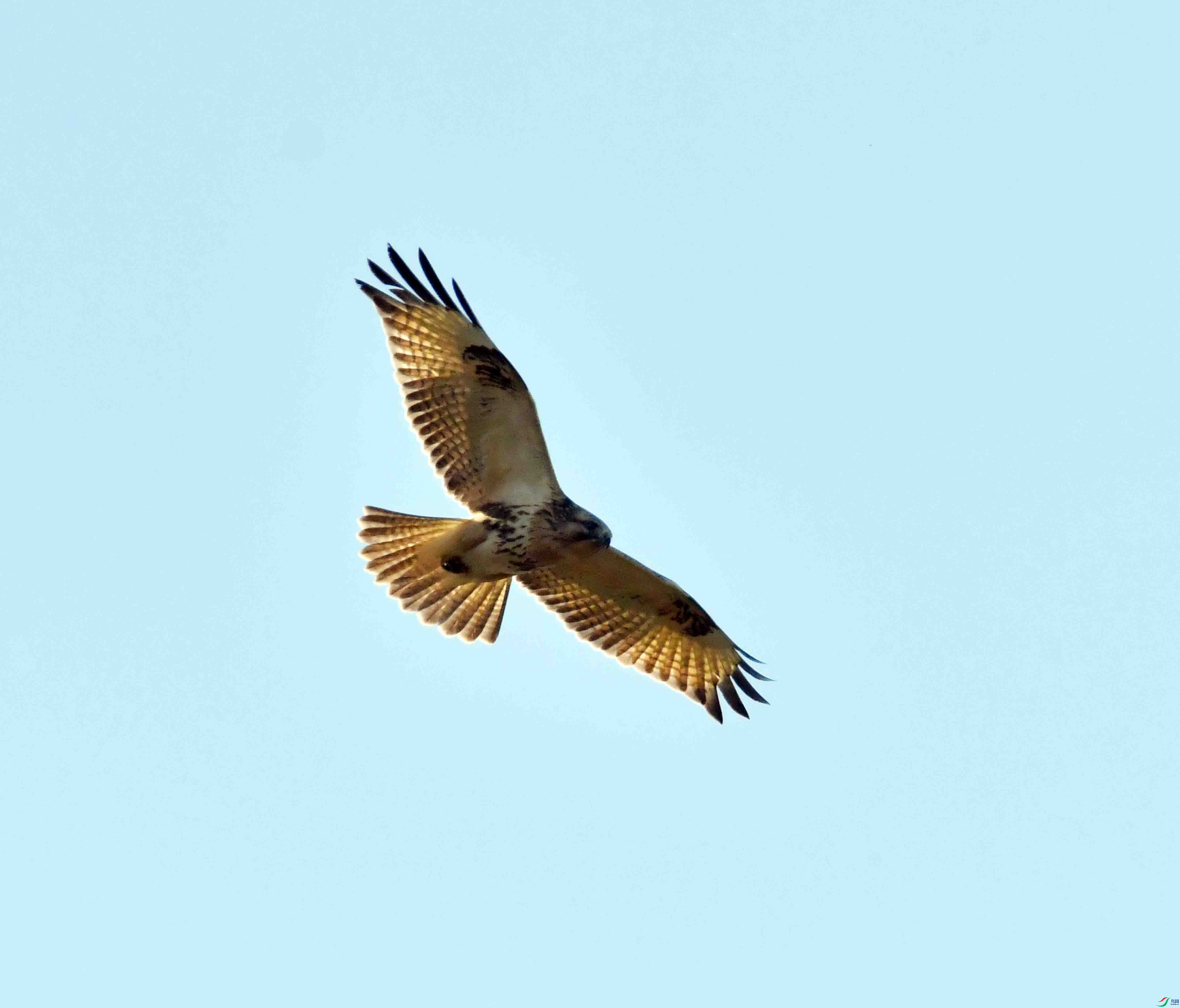 DSC_0083.JPG