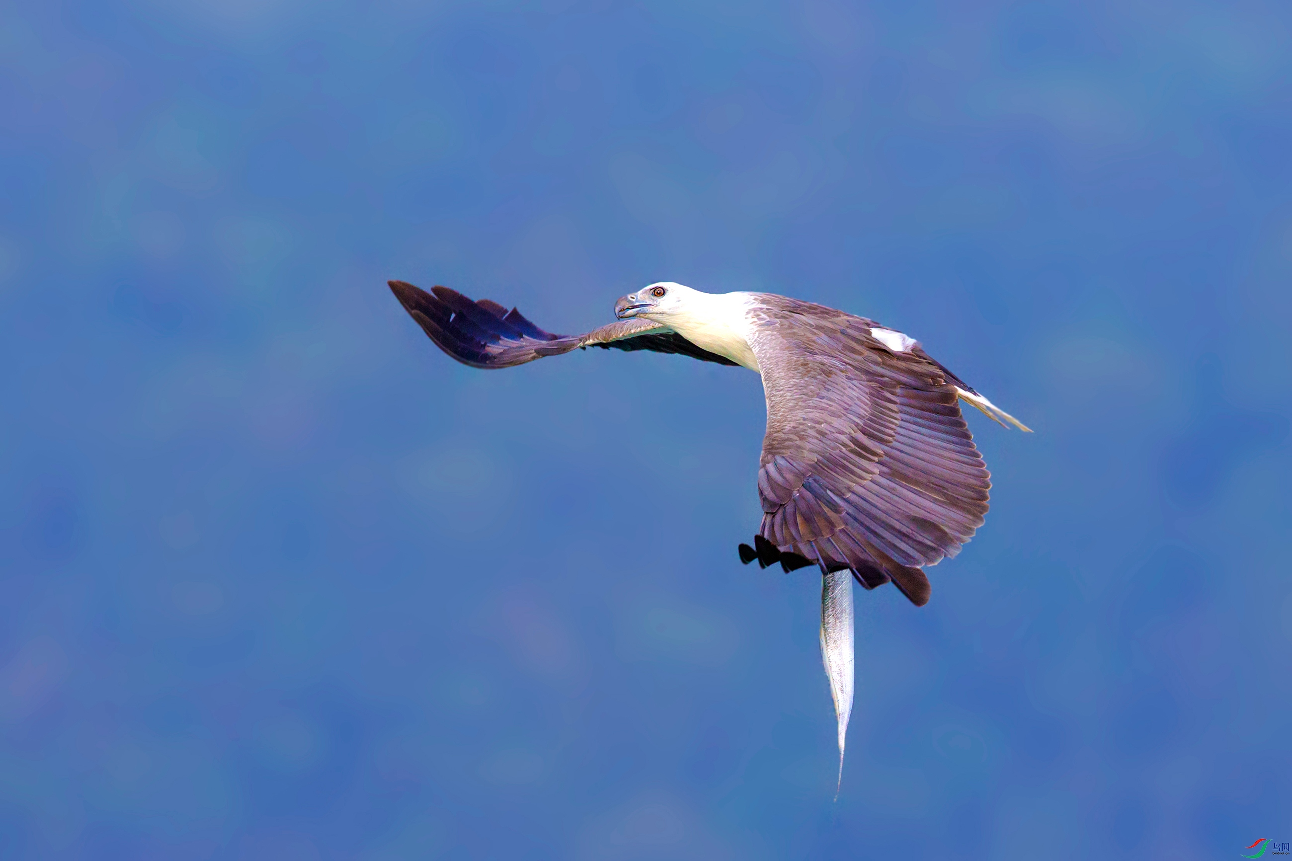 _39Q3804-1.jpg