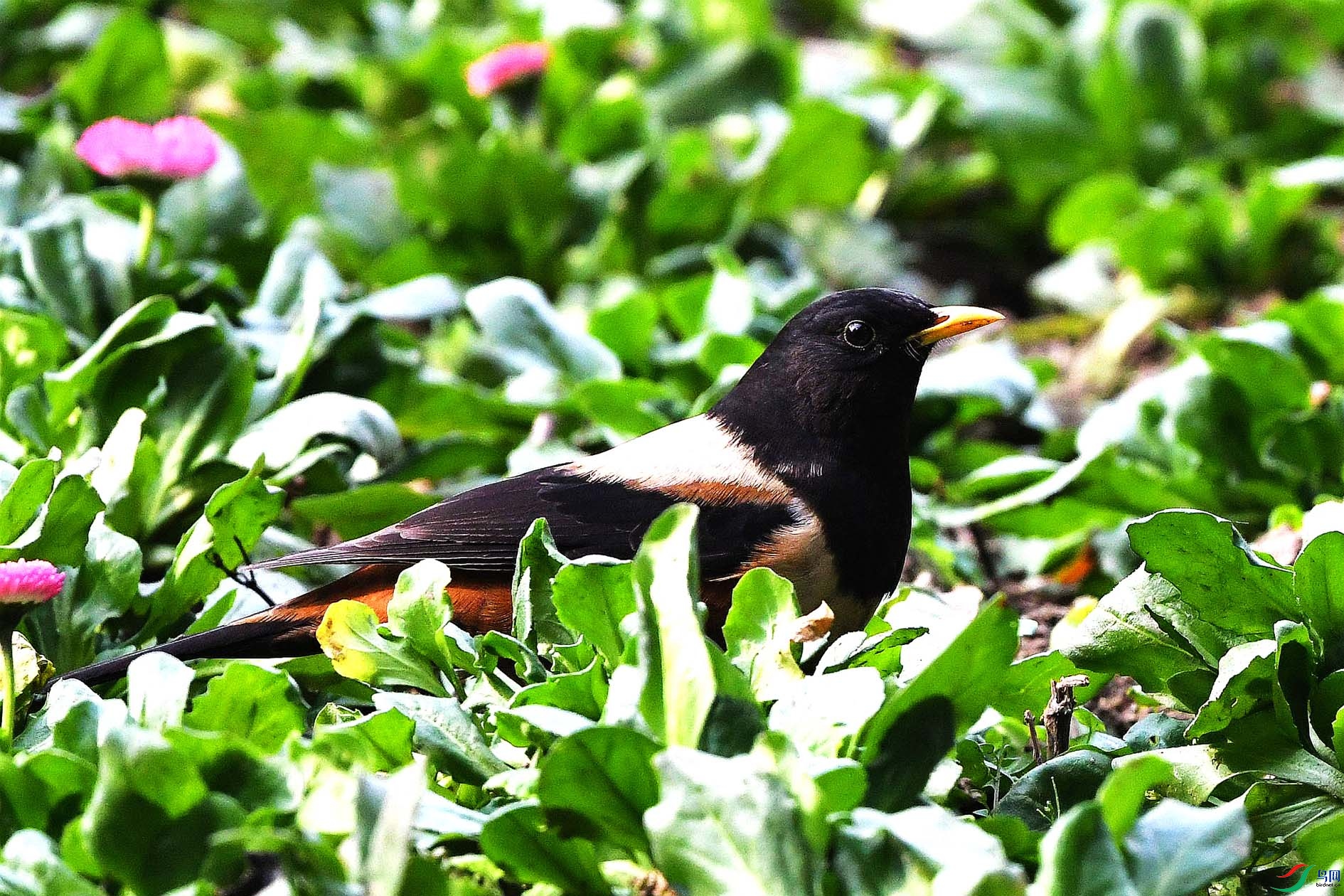 DSC_6899_����.jpg