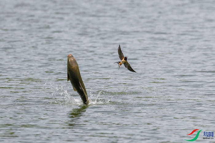 ��Ծ����