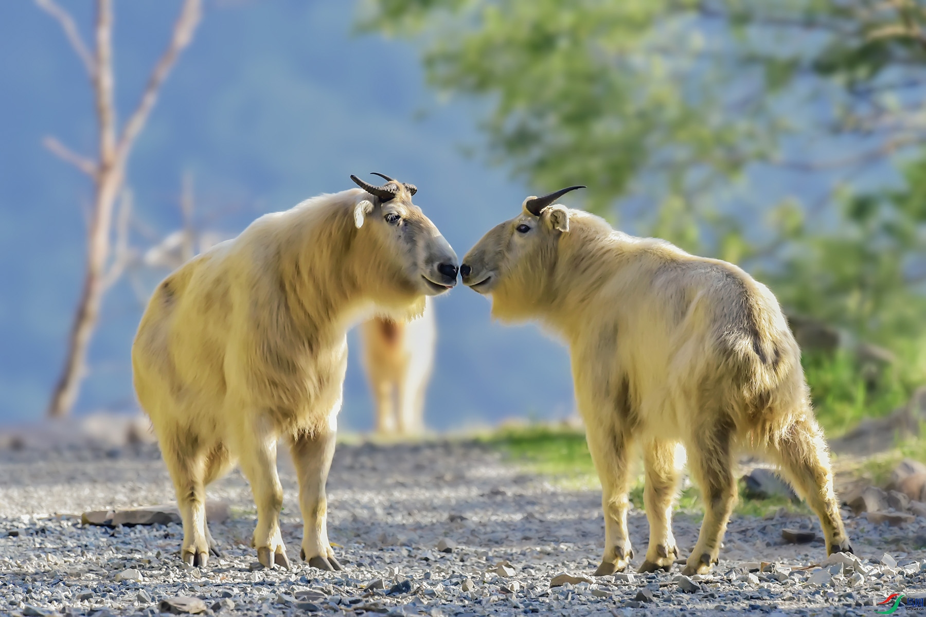 ��ţ�����