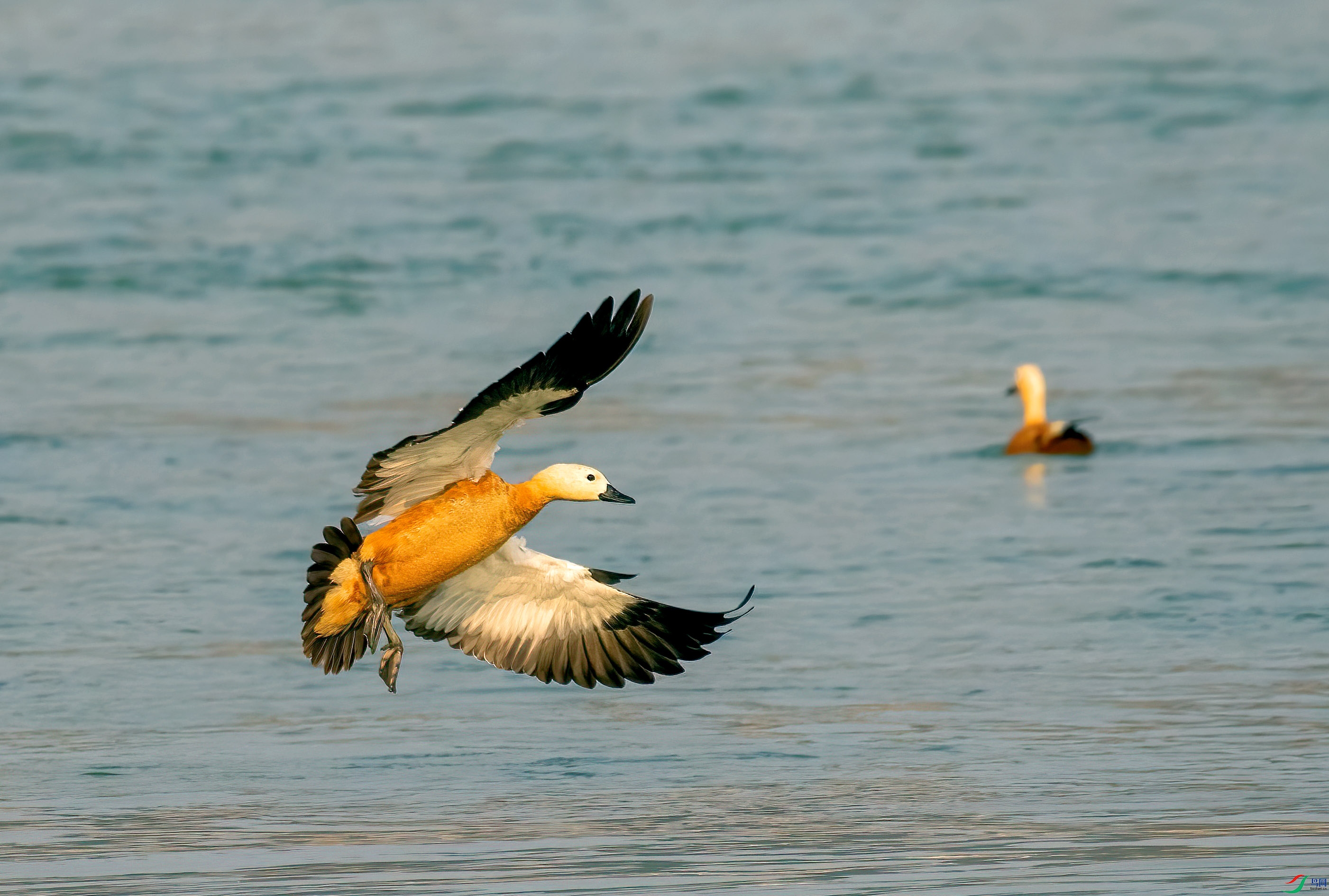 8X2A6549 ����.jpg