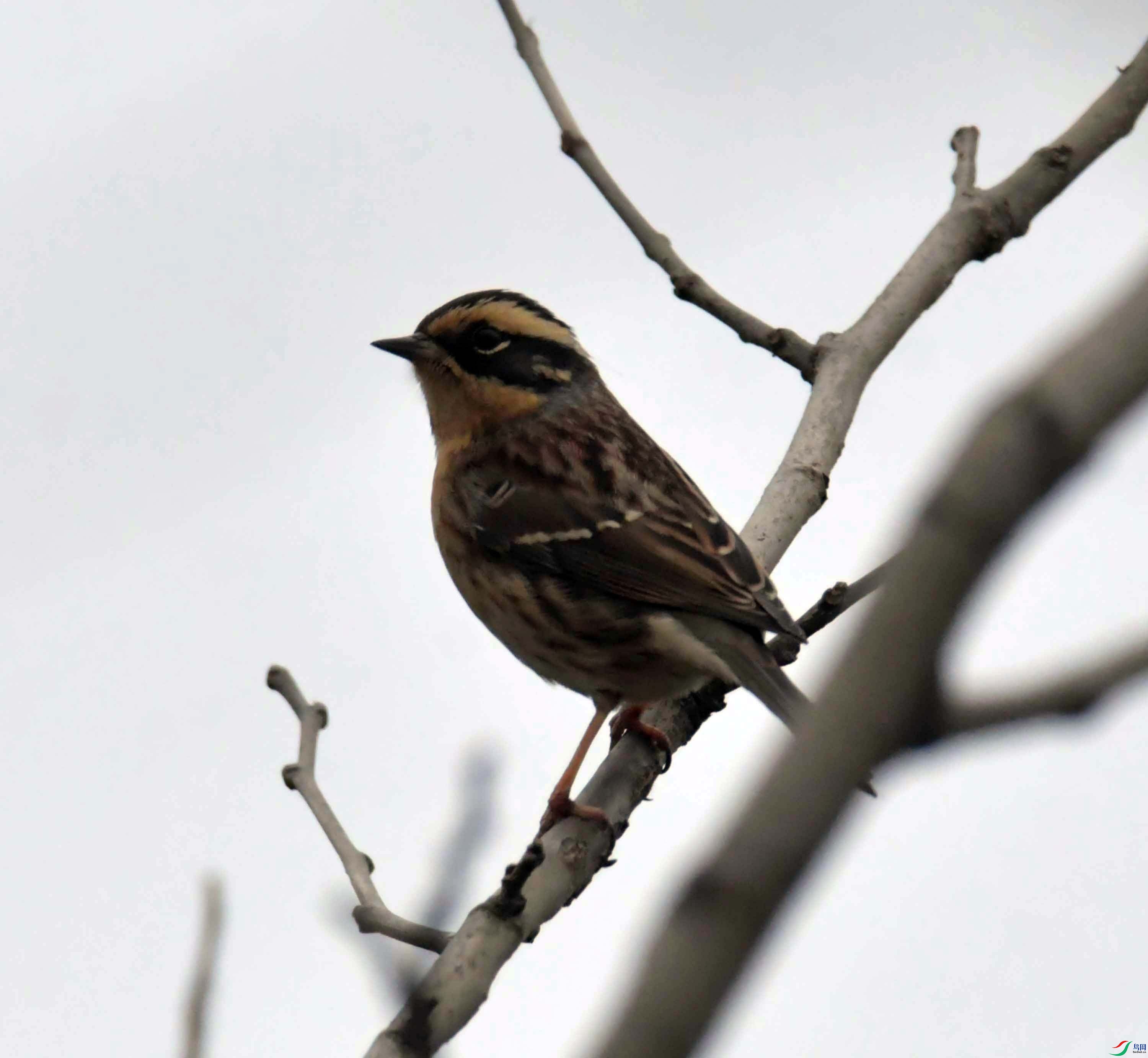 DSC_4411.JPG