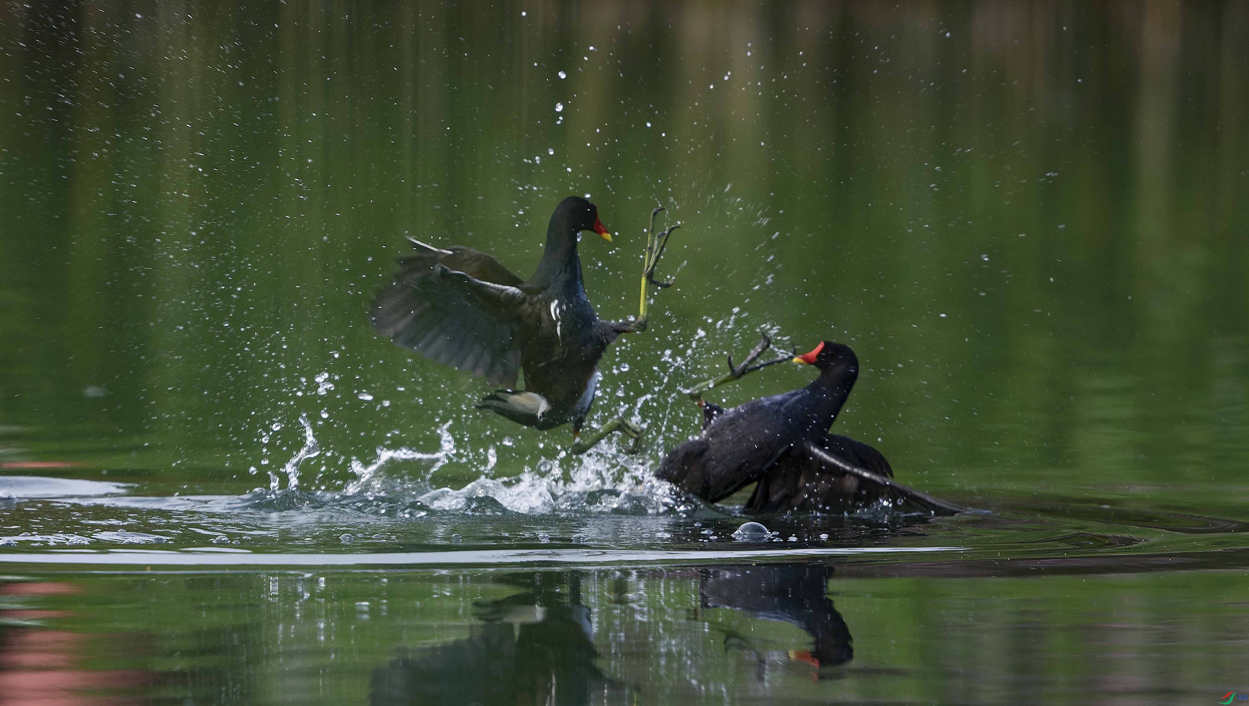 145A5136 ����.jpg