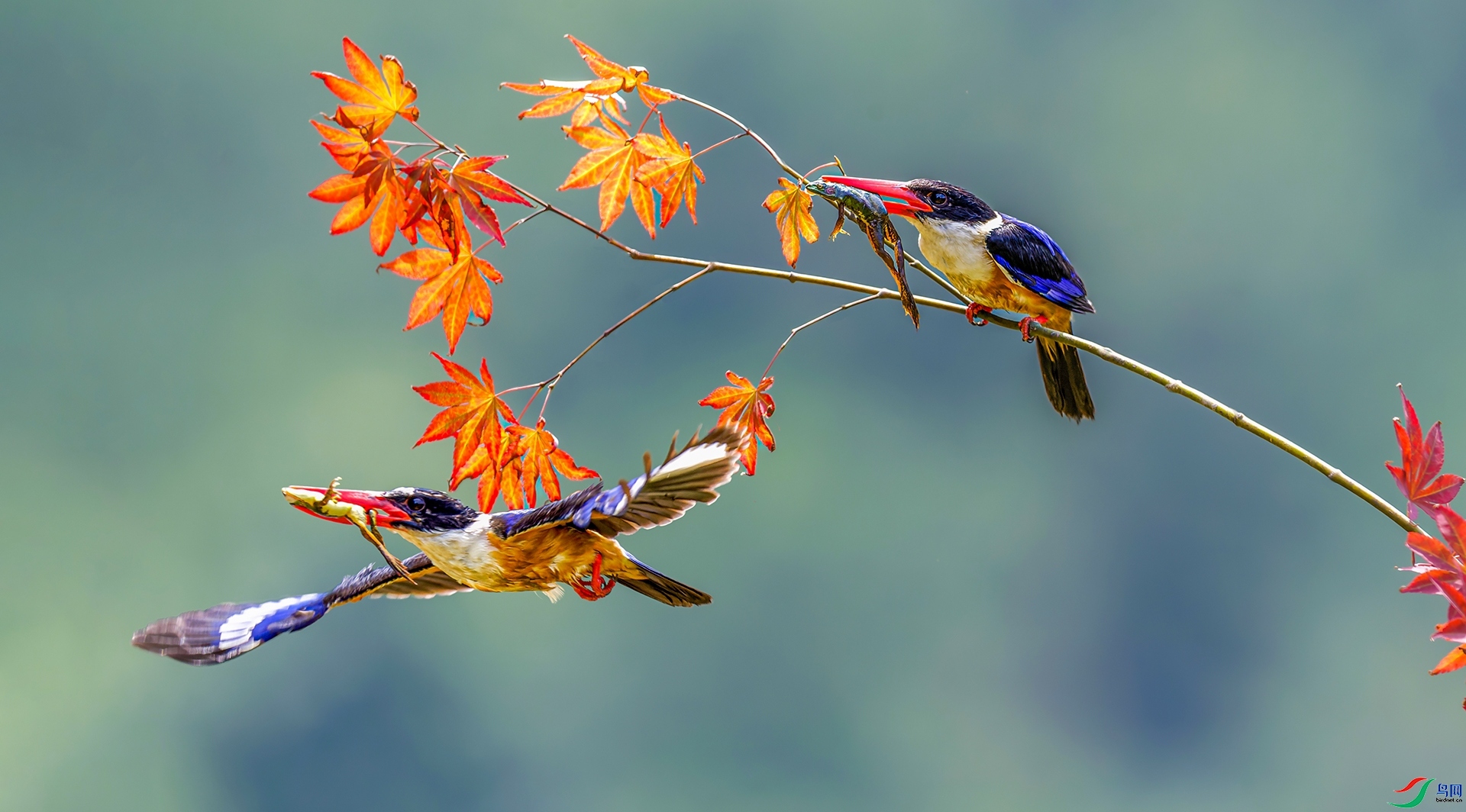 ��Ҷ֪����  ���� ��������1  ����.jpg