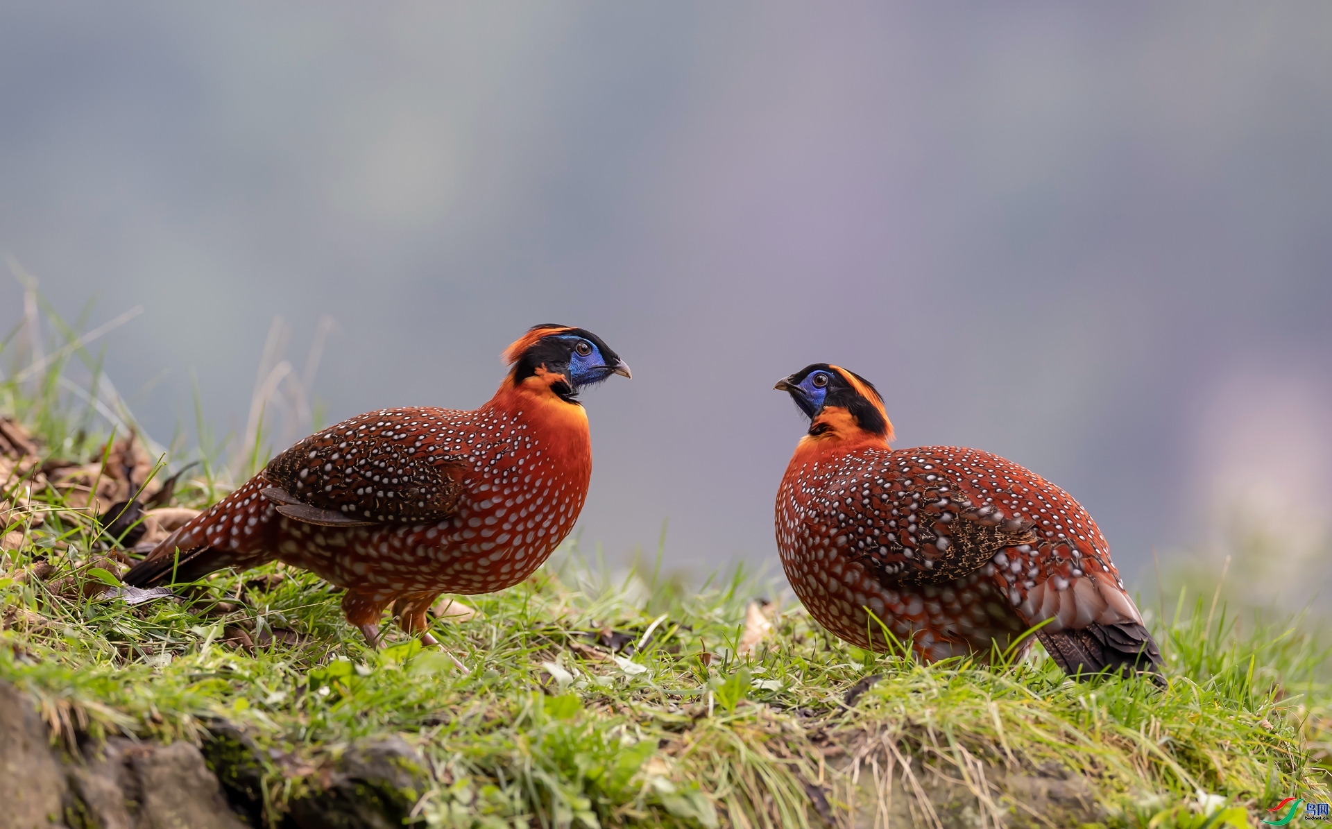 ���� ���� ����һ  ����.jpg