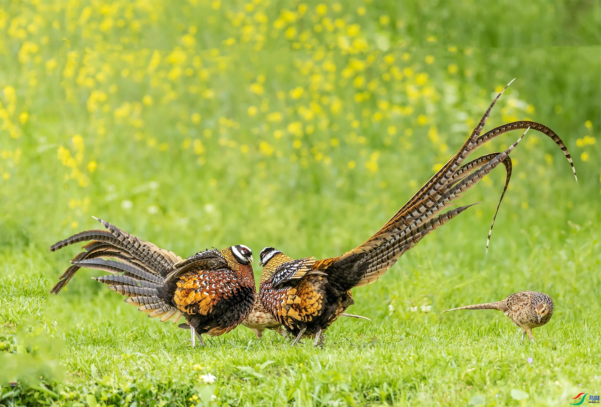 ˫������ ���� л���� ����.jpg