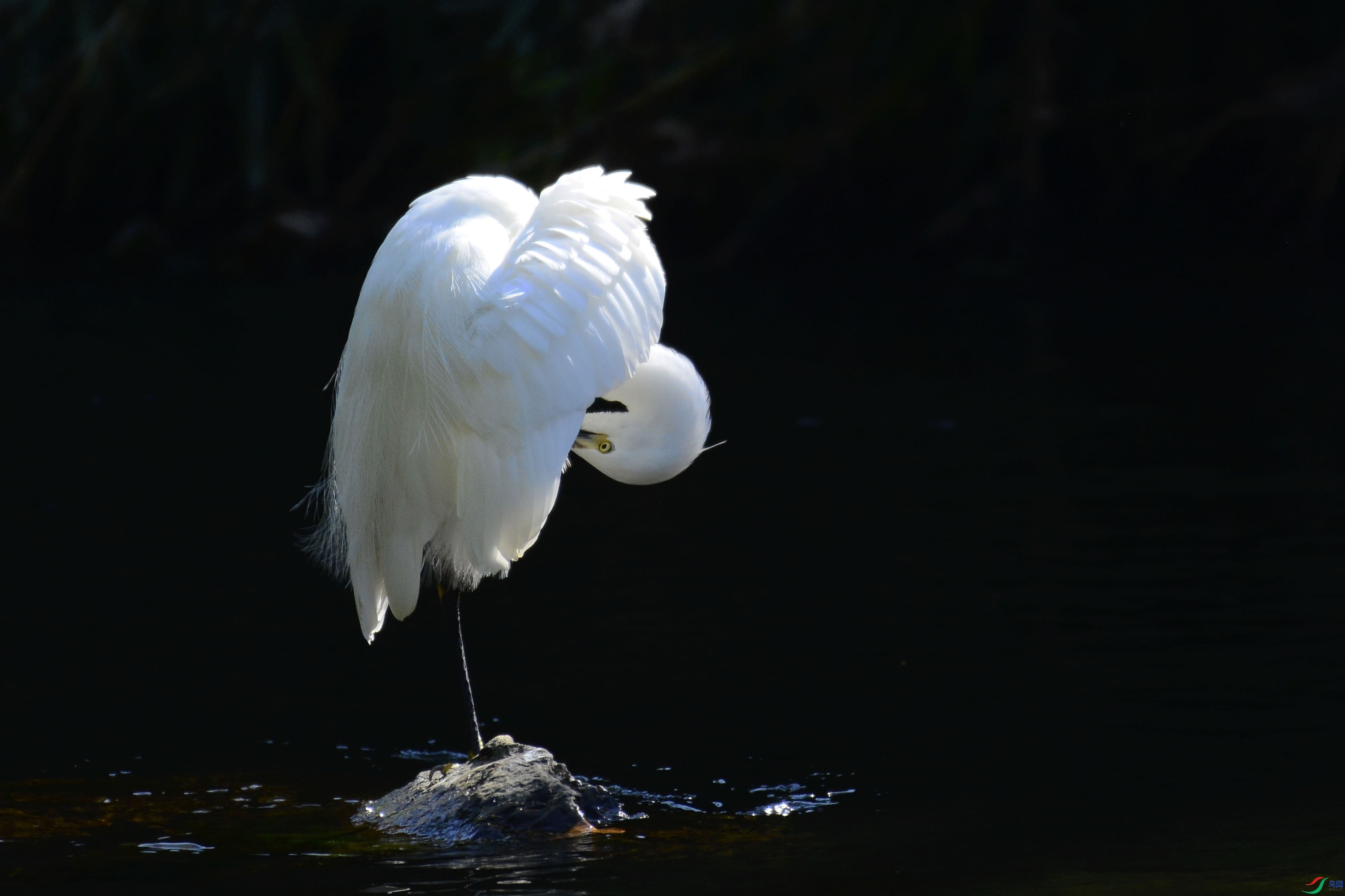 ������ױ