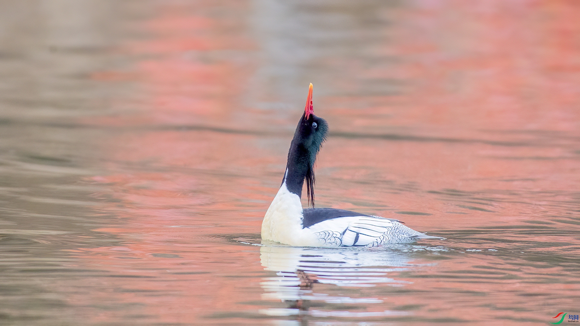 DSC_54mm42.jpg
