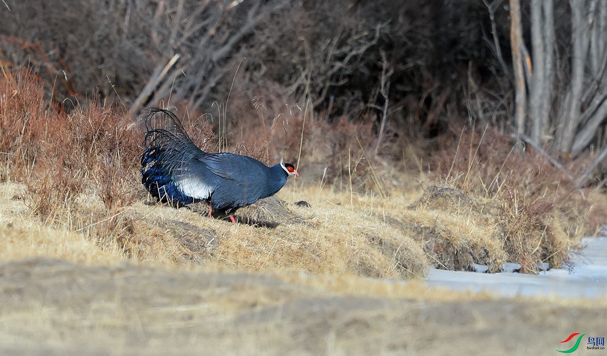 DSC_3645A.jpg