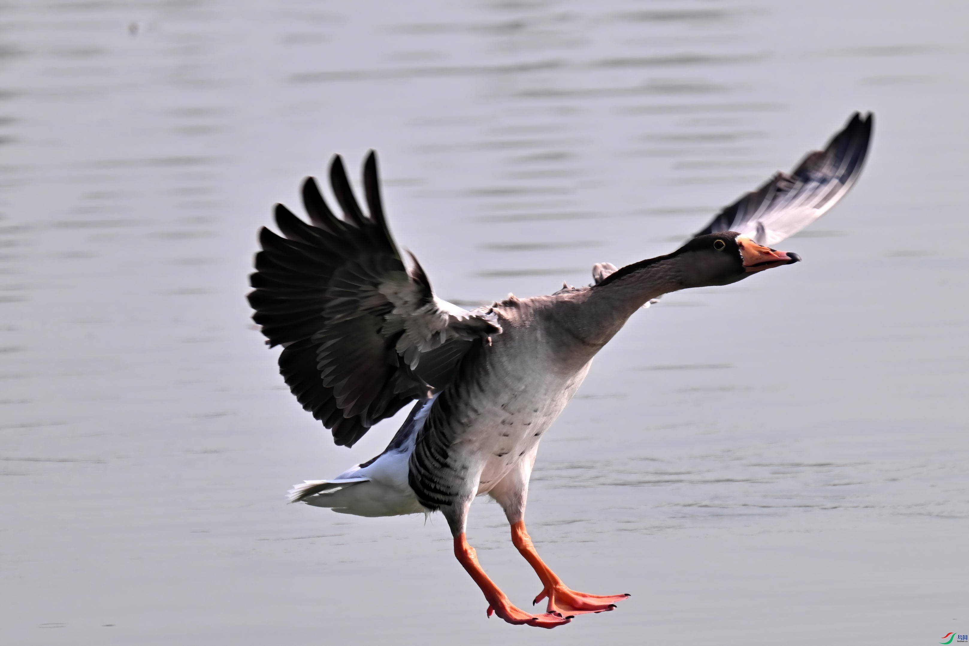 DSC_4184-D.jpg