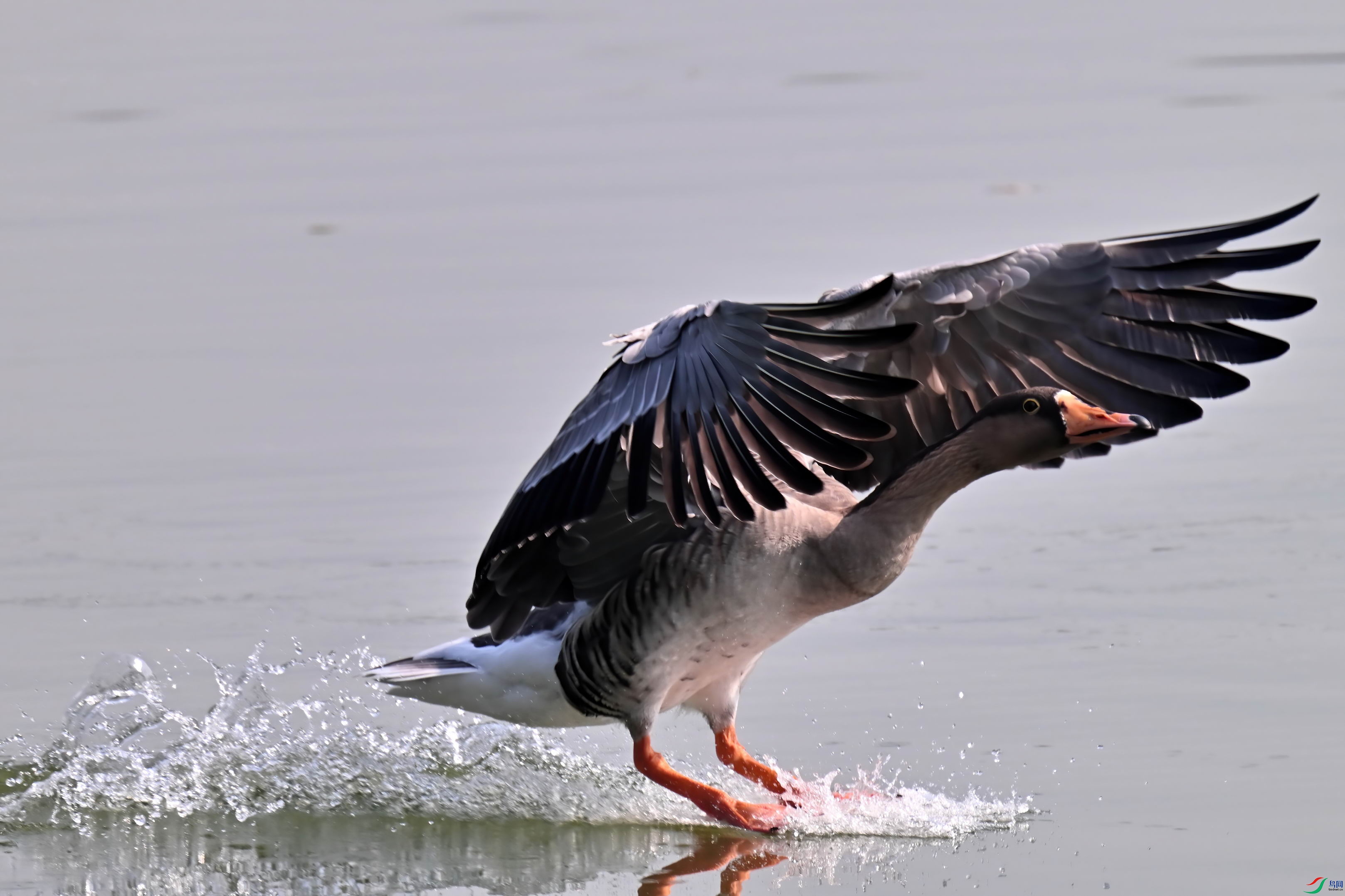 DSC_4193-D.jpg