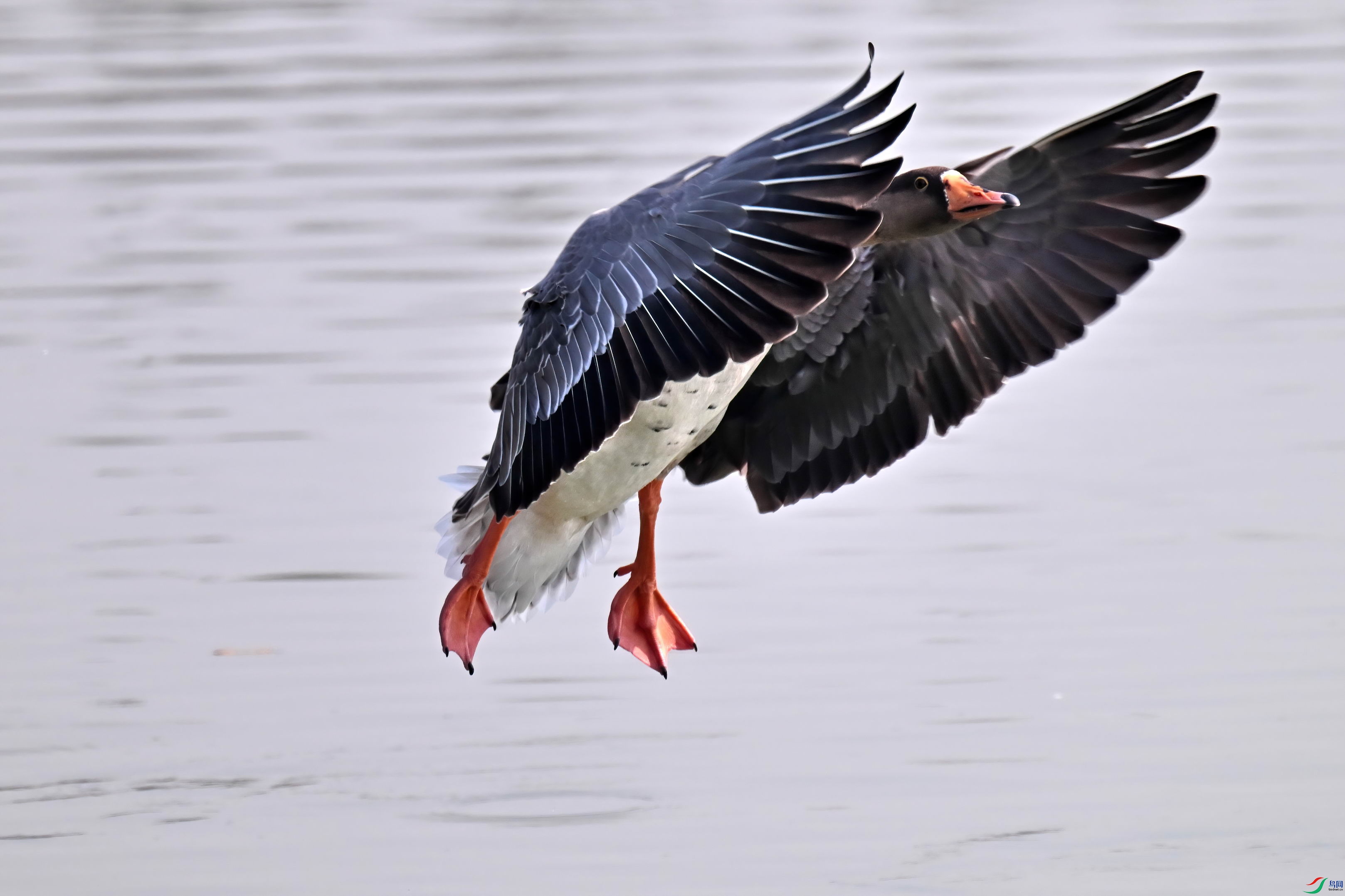 DSC_4167-D.jpg
