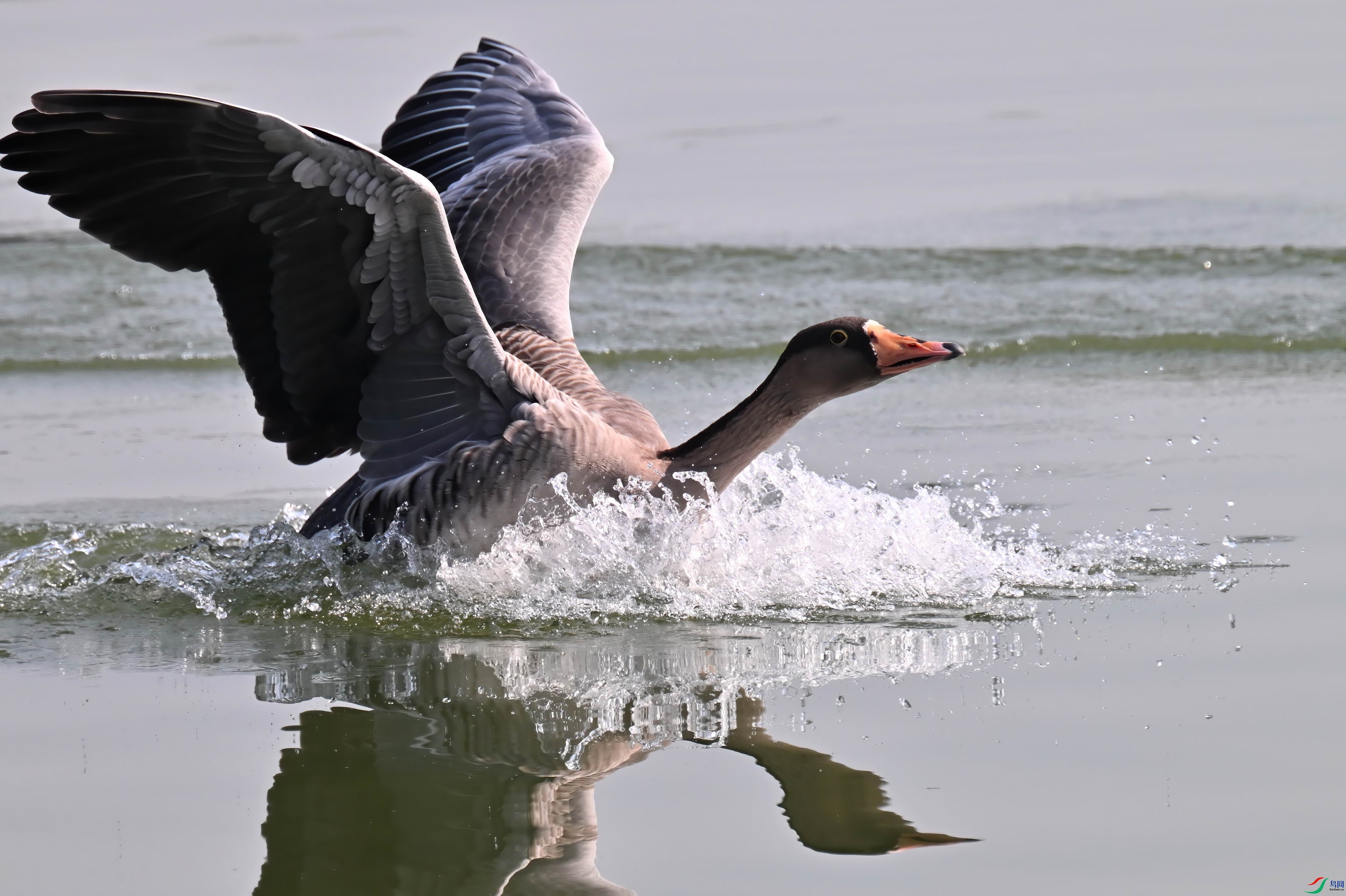 DSC_4209-D.jpg
