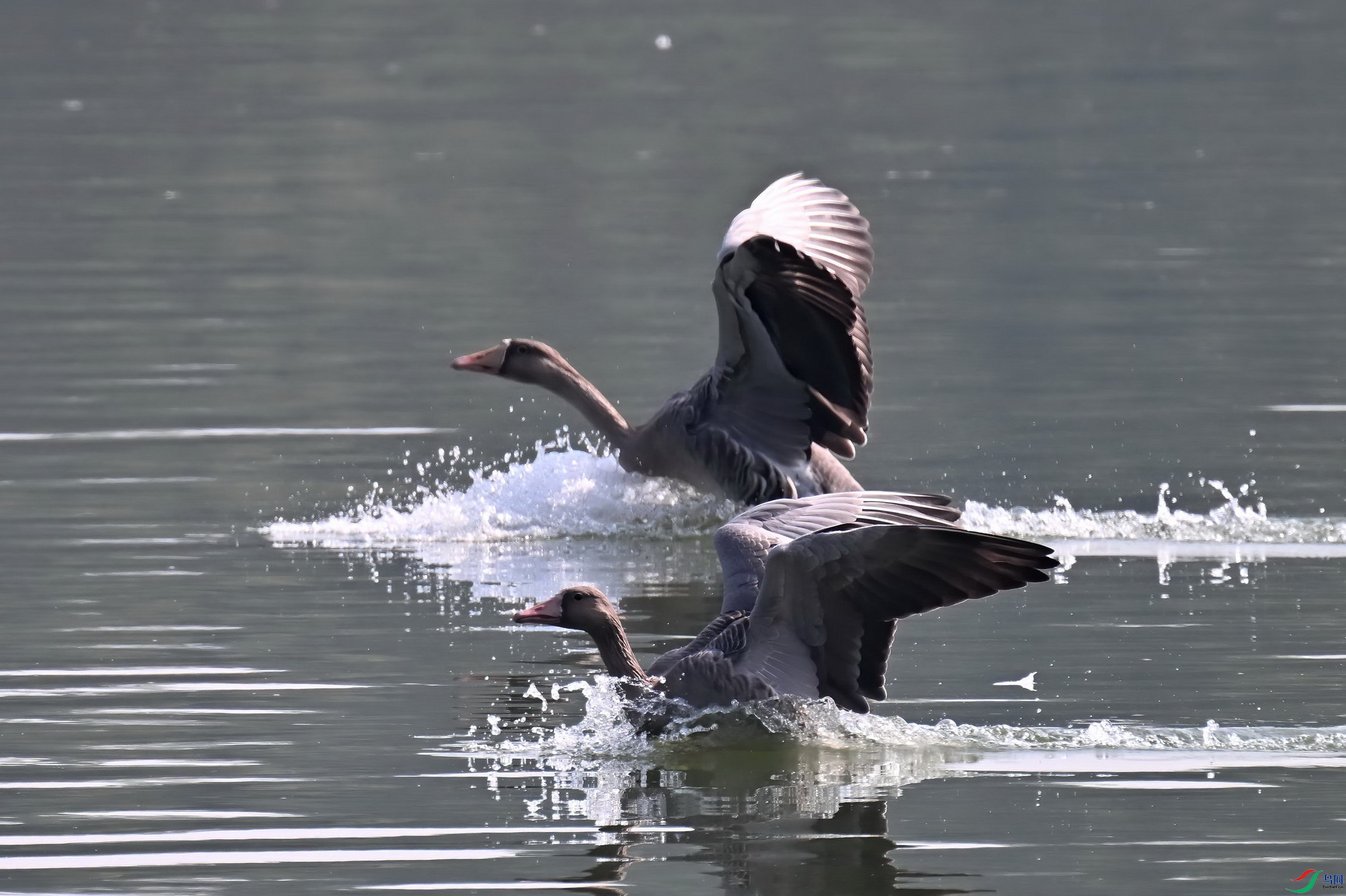 DSC_4308-D.jpg