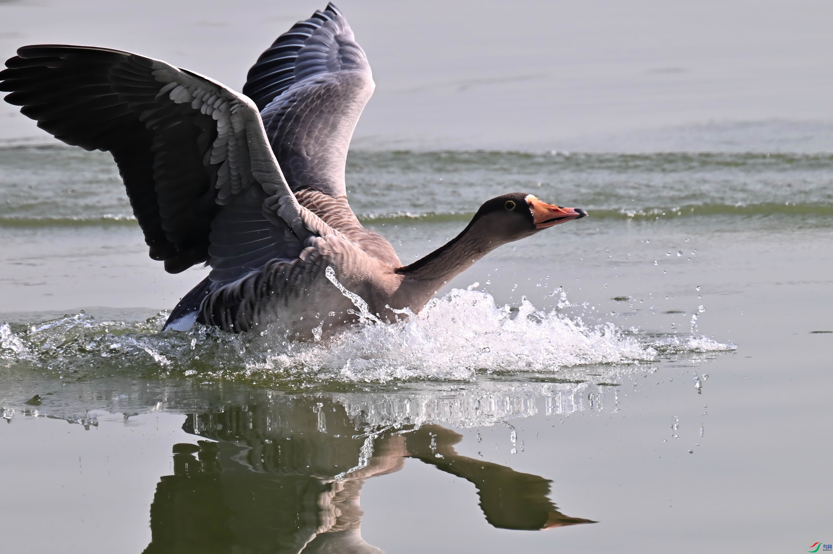 DSC_4208-D.jpg