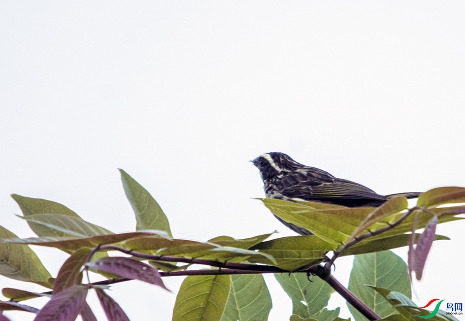 DSC_1584.jpg