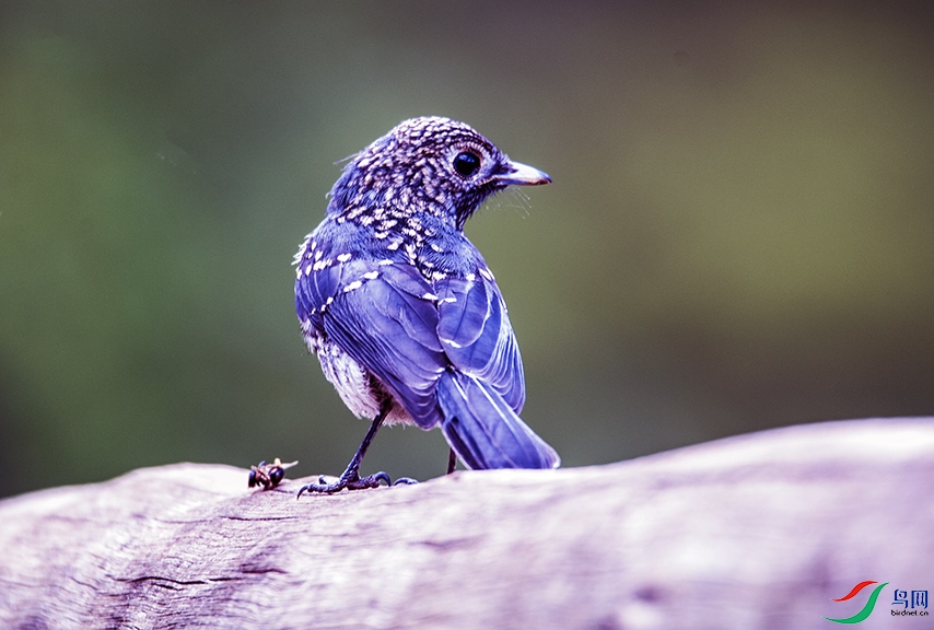 DSC_2596a.jpg