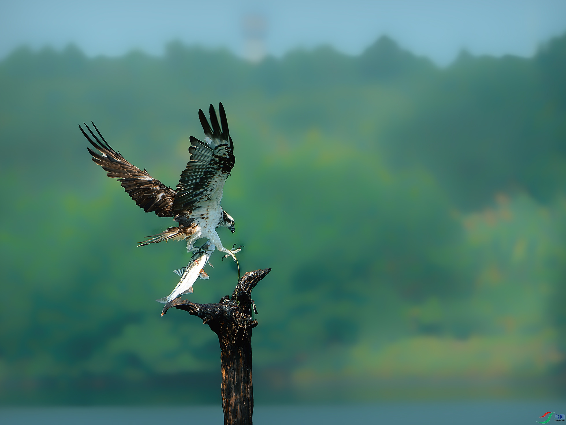 _DSC7571-����ǿ-NR ����.jpg