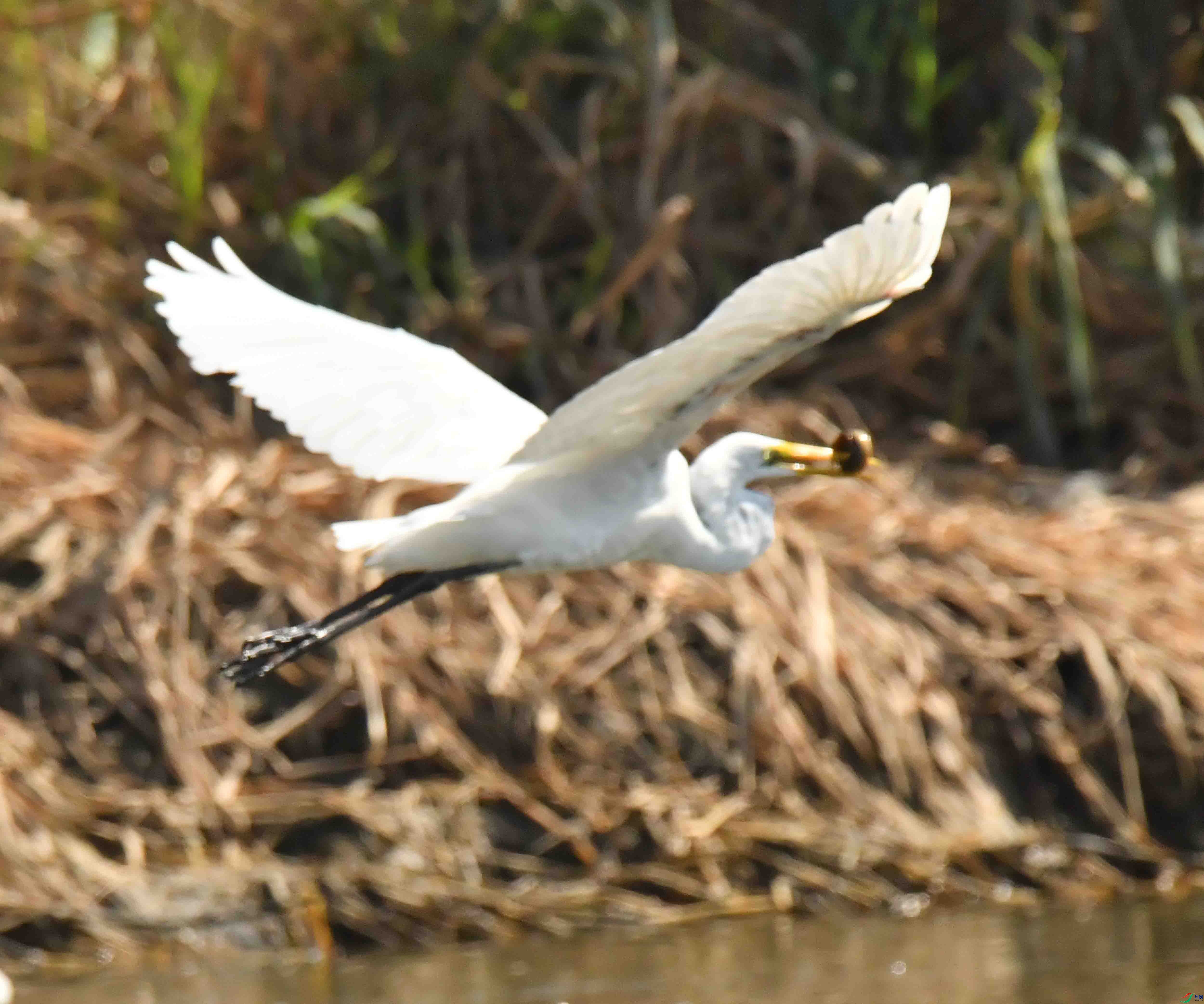DSC_1439.JPG