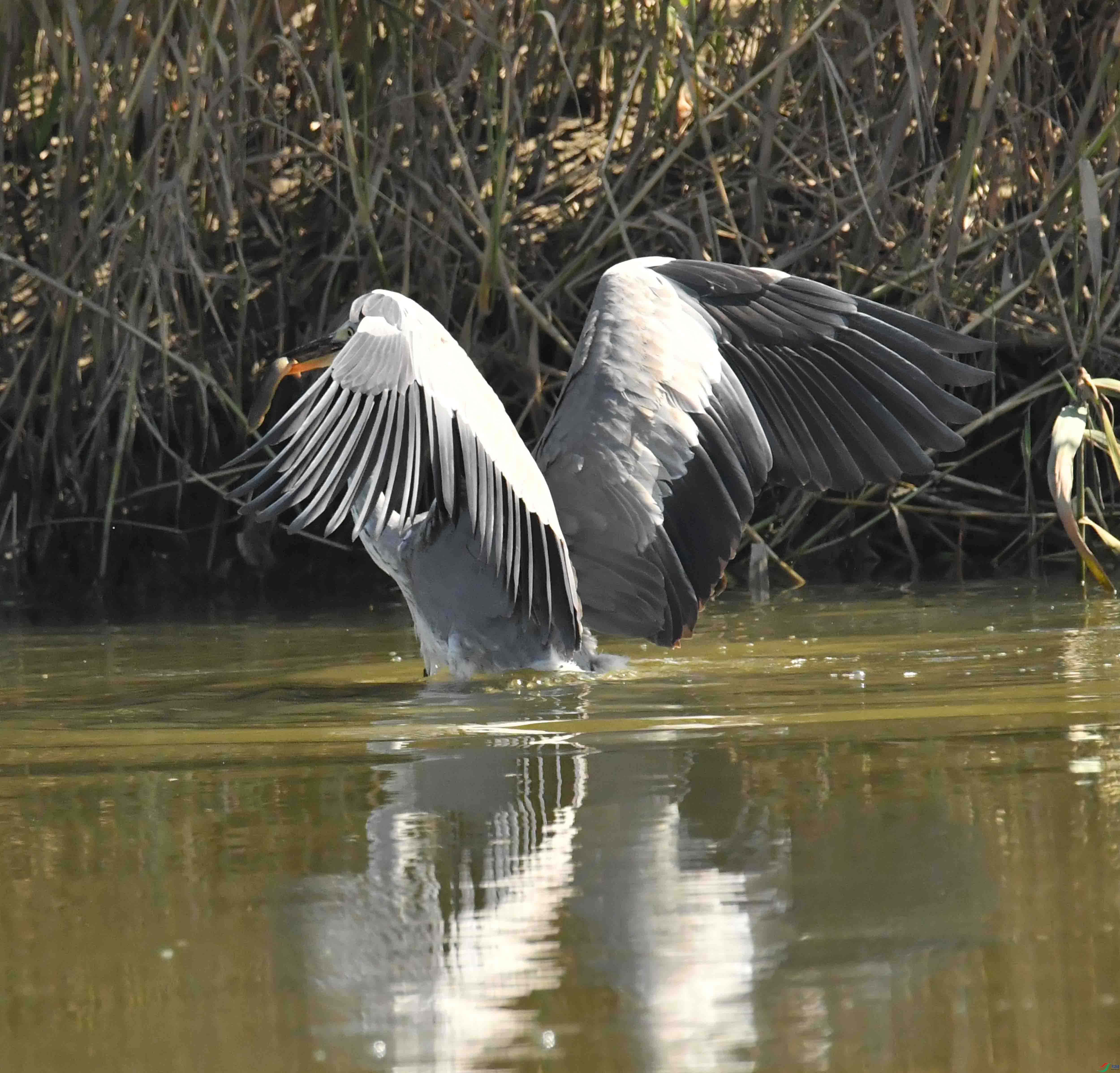 DSC_1445.JPG
