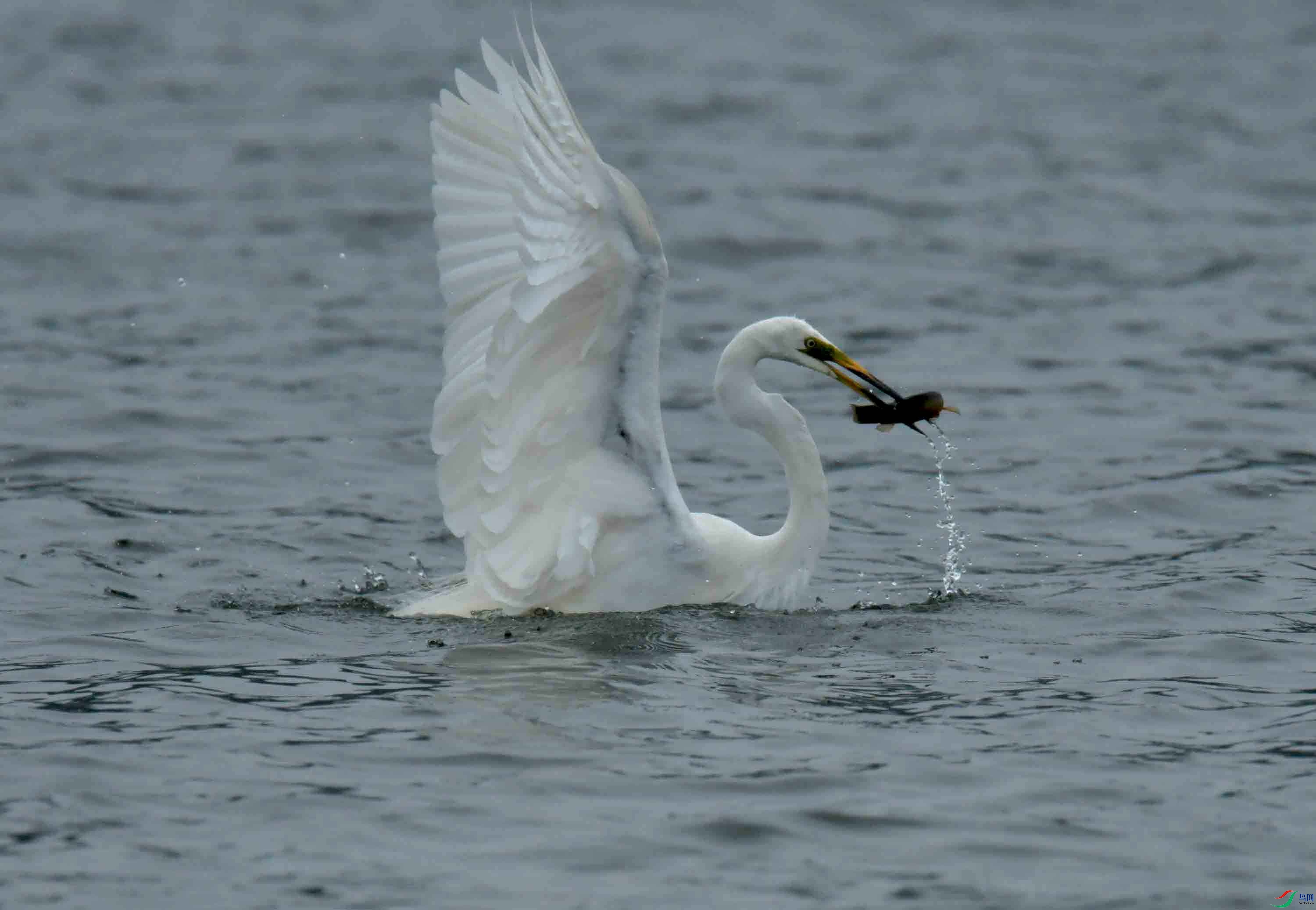 DSC_8938.JPG