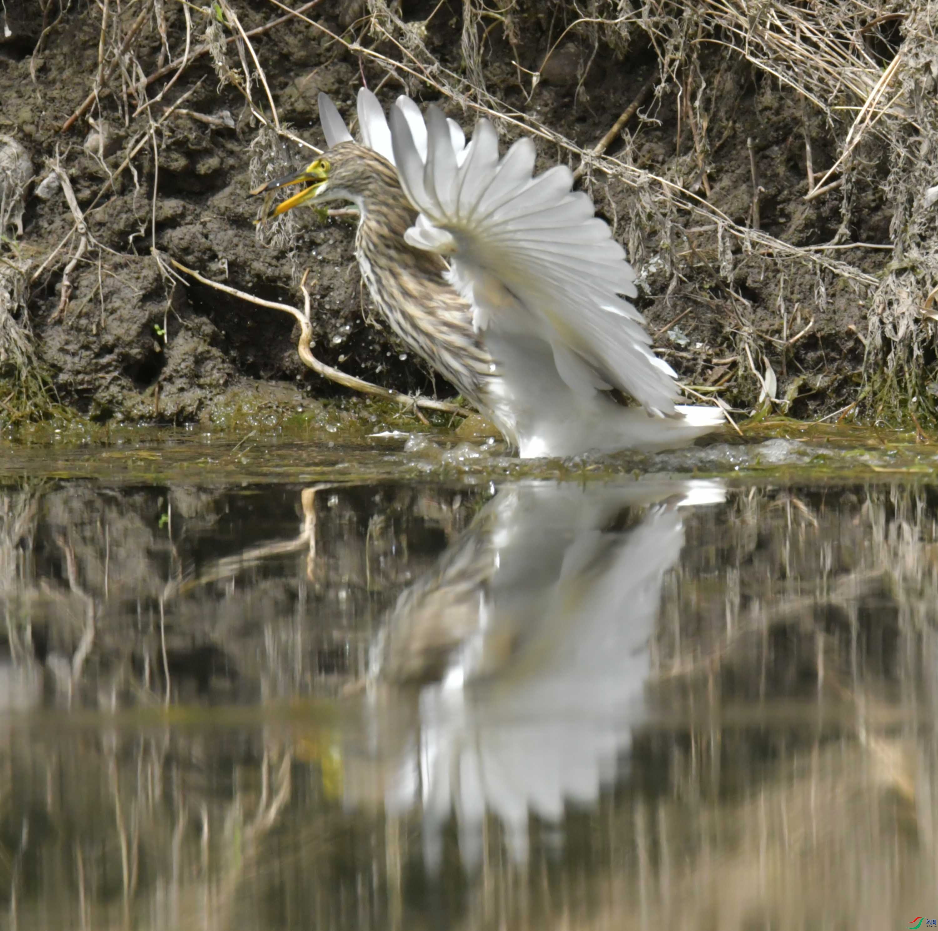 DSC_9534.JPG