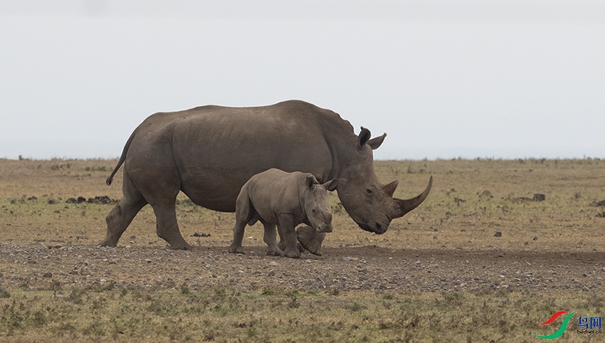 ����Ϭţ (8).jpg