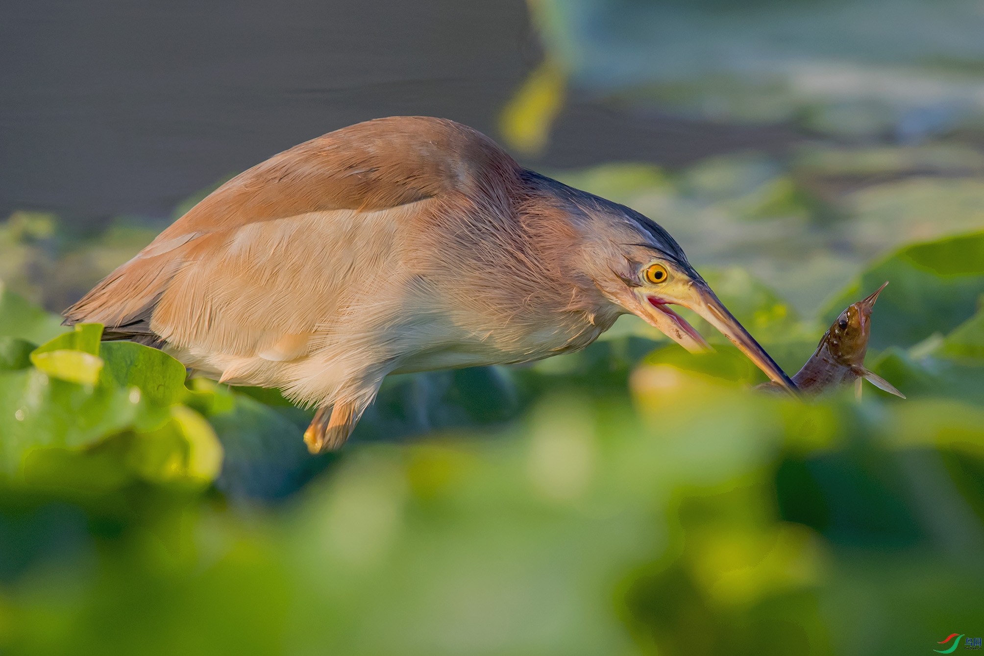 _90I0466 ����.jpg