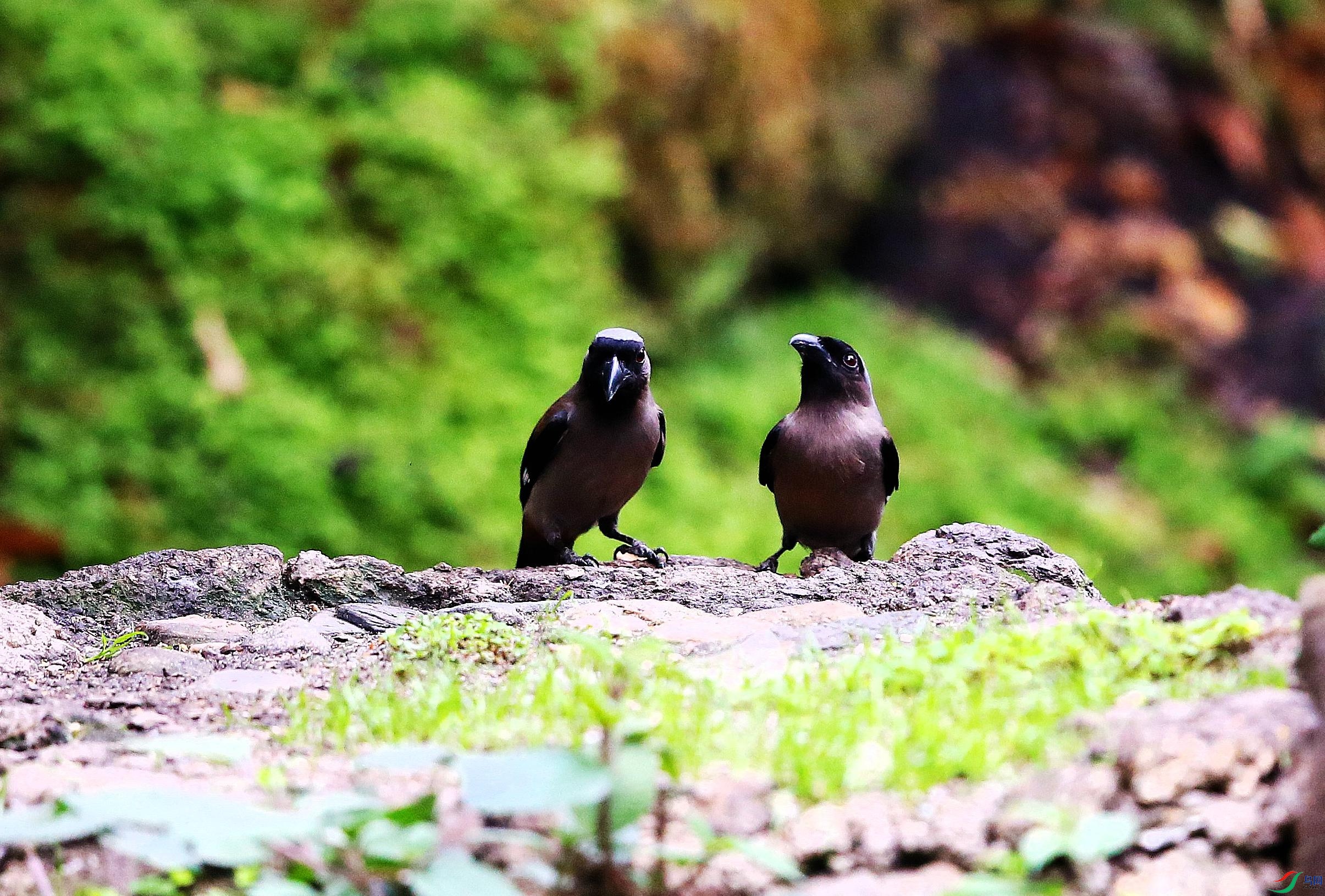 ������ (3).JPG