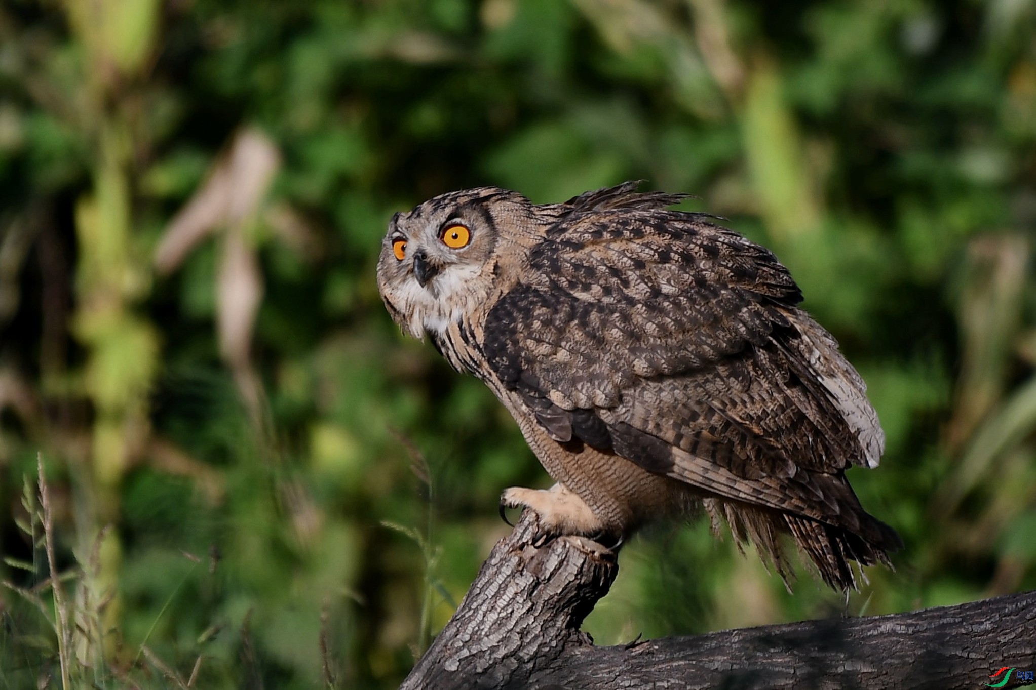 DSC_5362_����.jpg