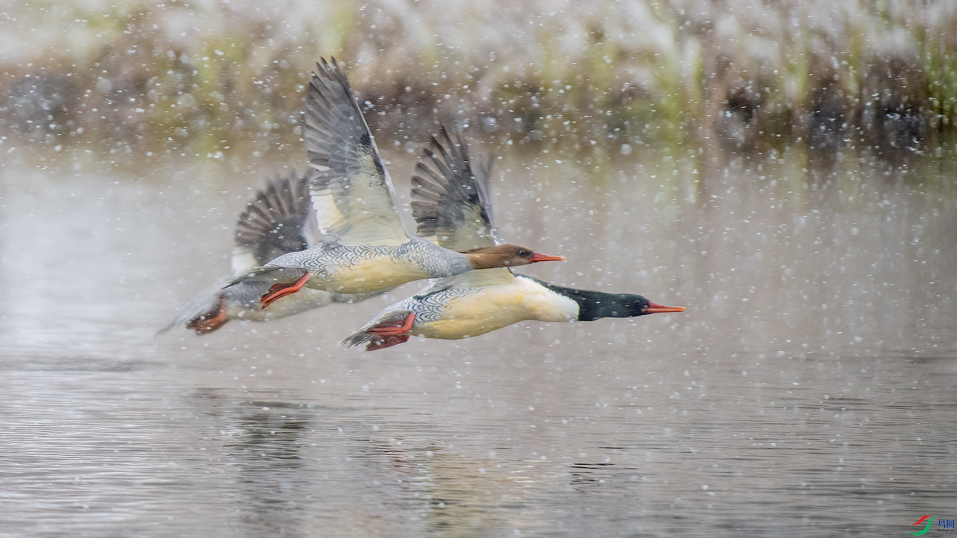 DSC_89mm72.jpg