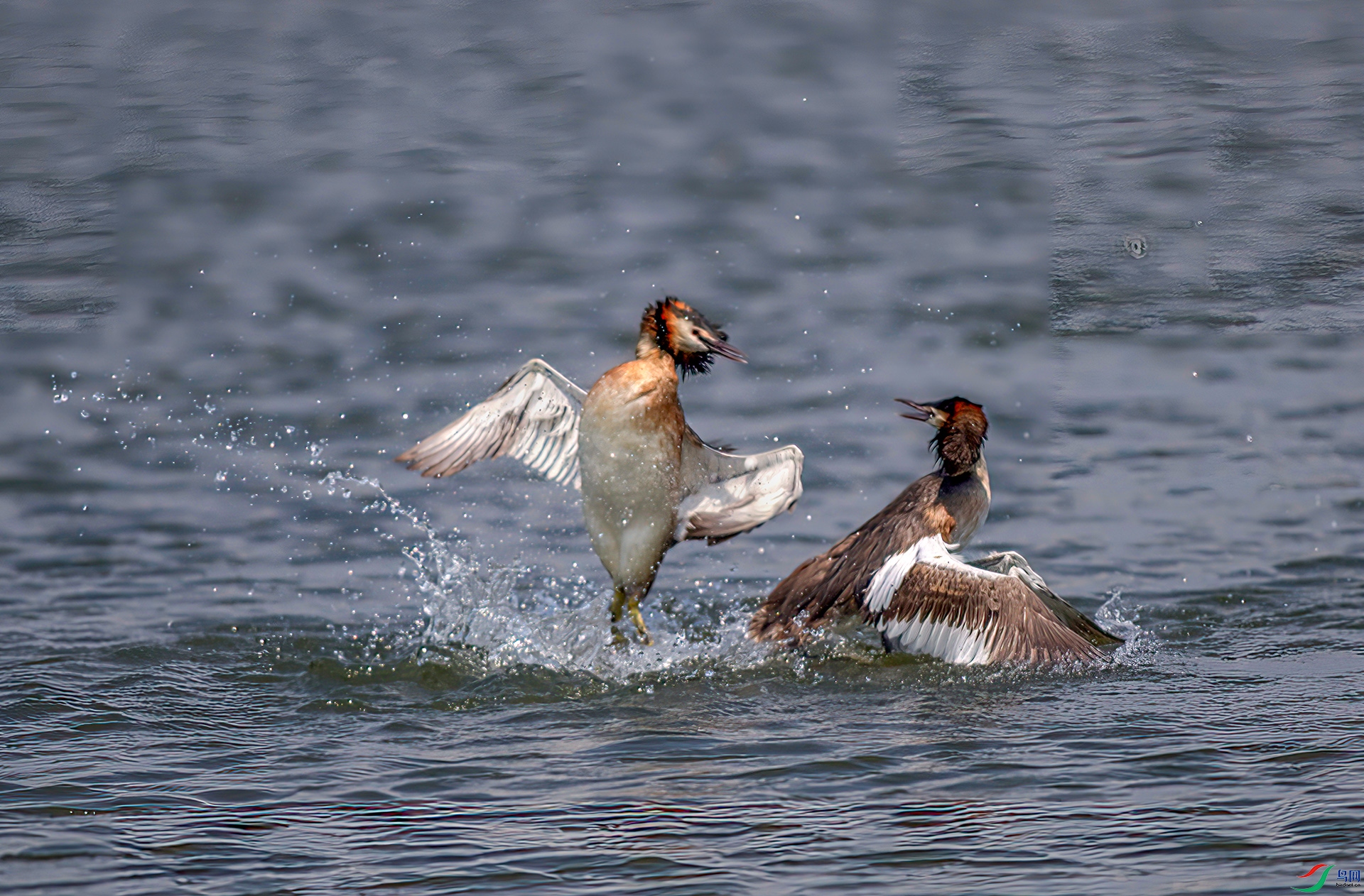 _S7I3153-Sh---1 .jpg