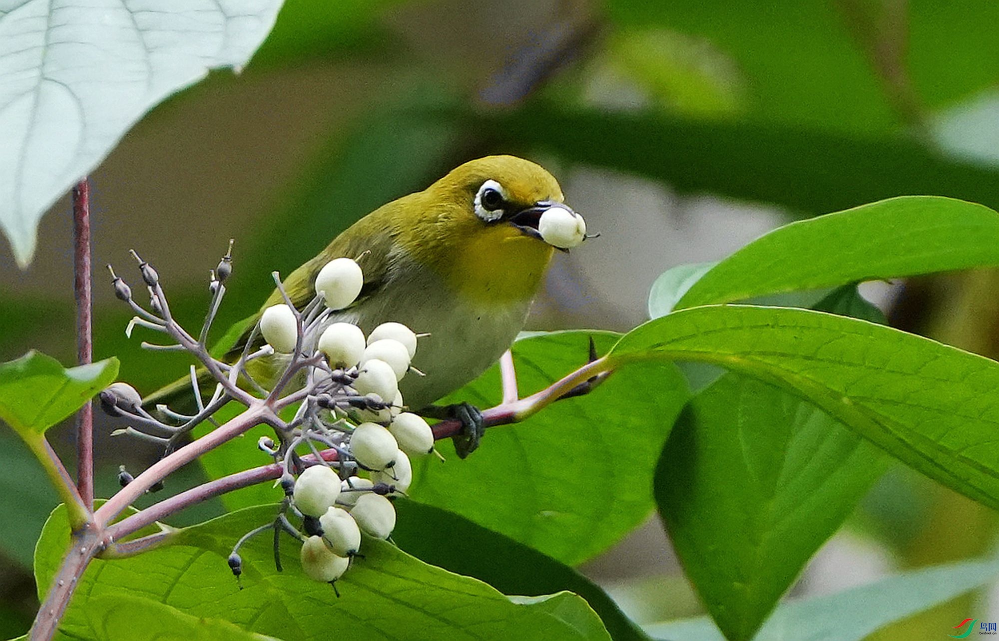 �����ΰ׹�DSC06124_����.jpg
