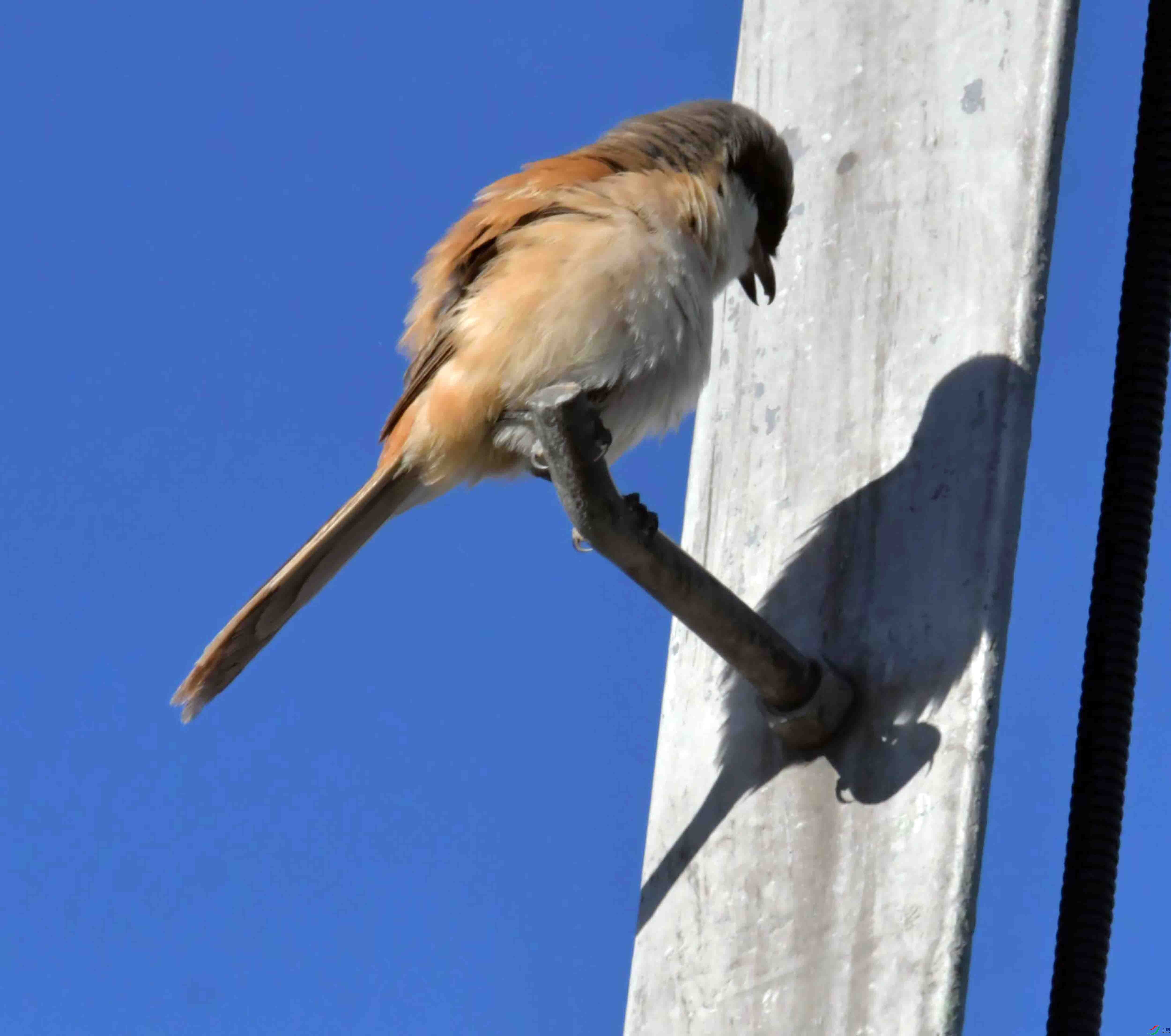DSC_9305.JPG