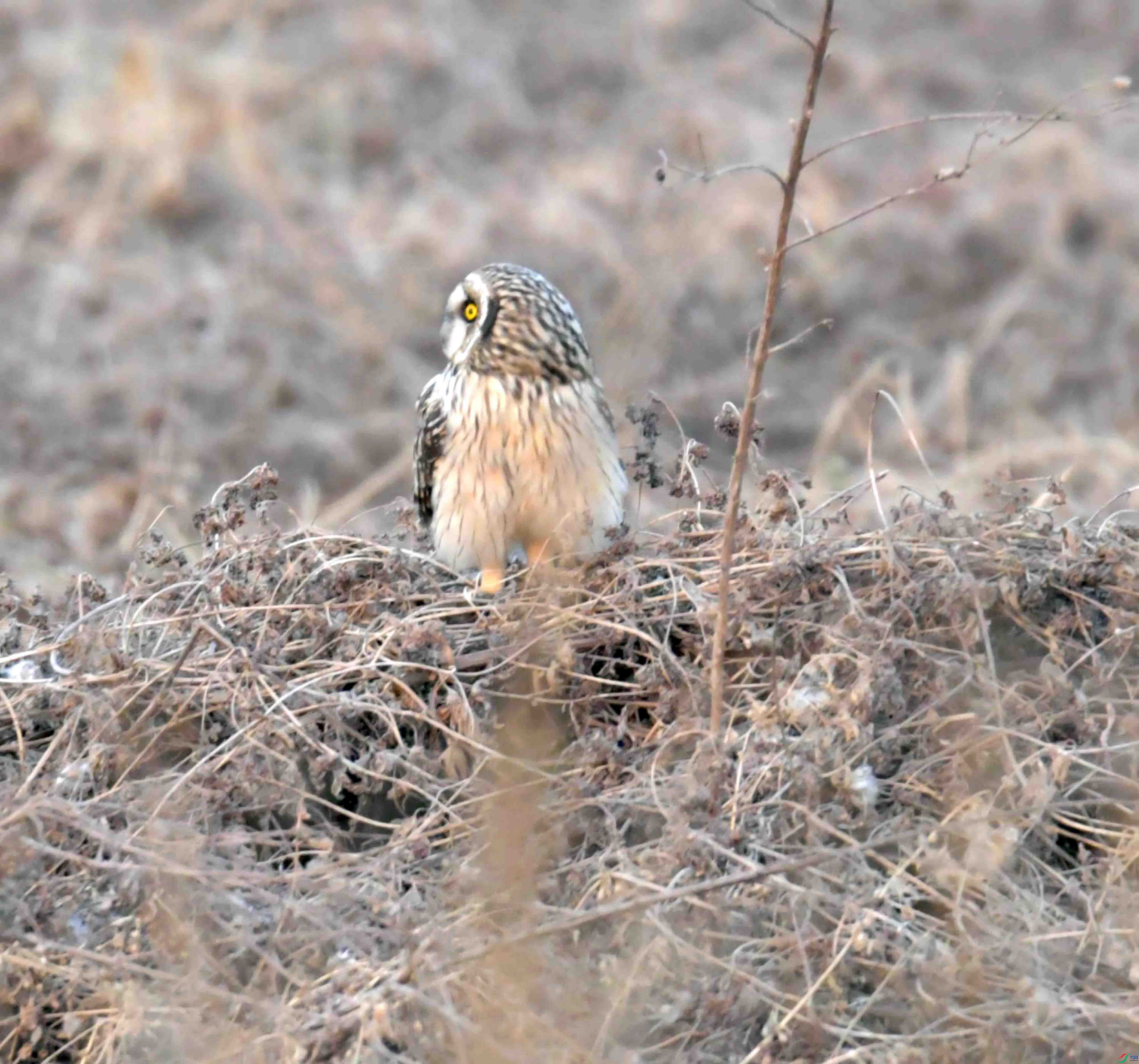 DSC_1027.JPG