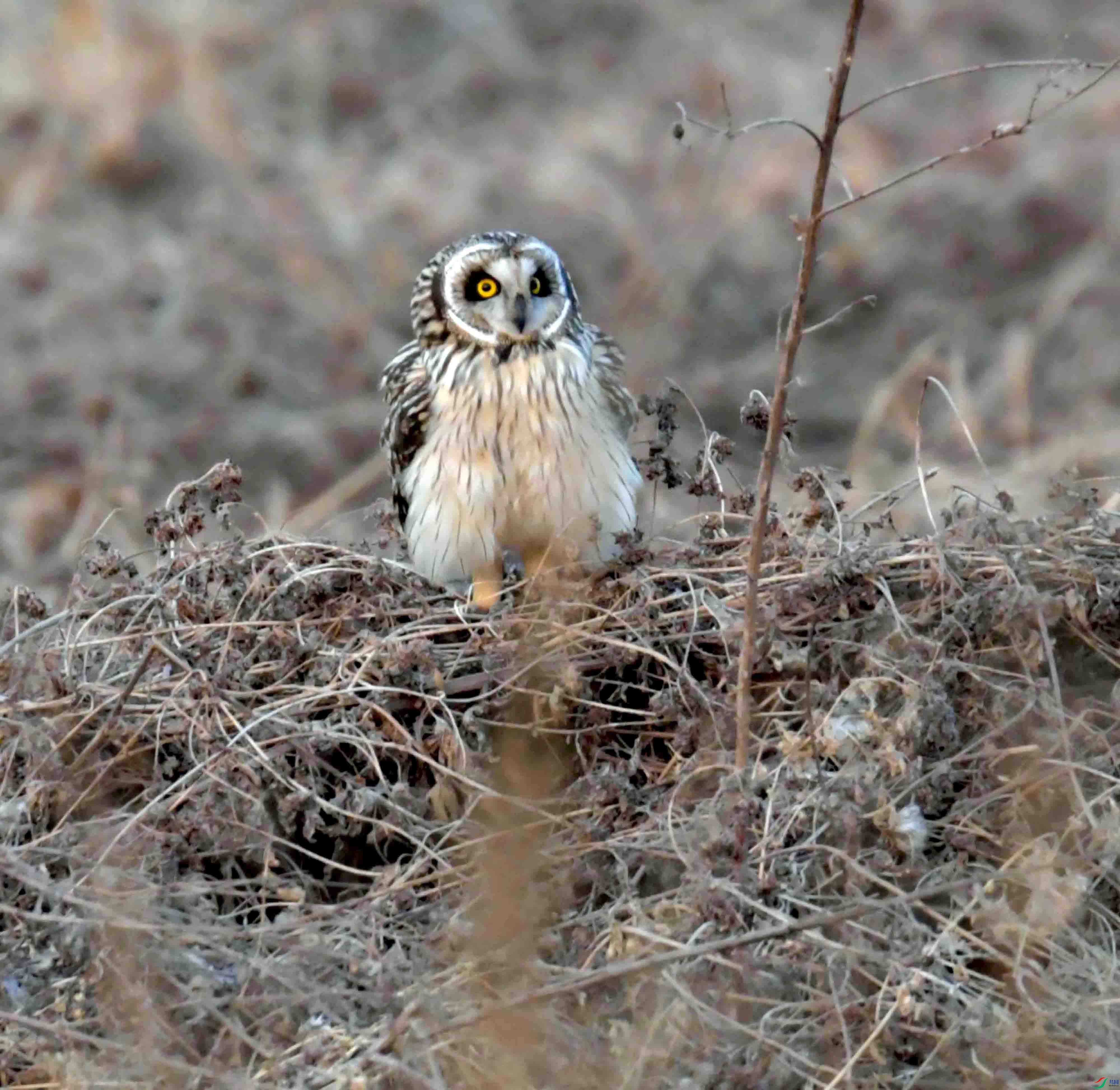 DSC_1029.JPG